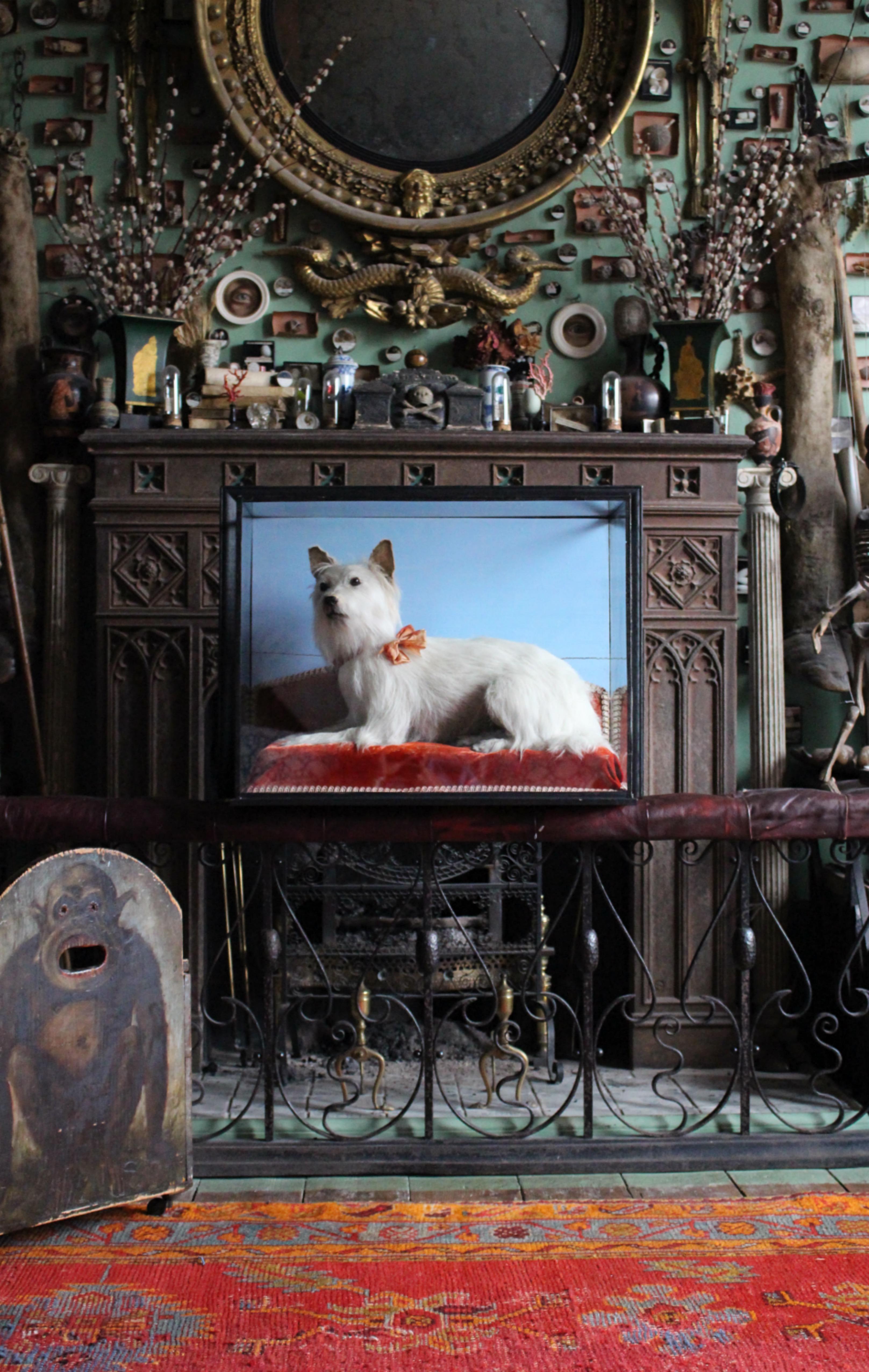 Early 20th Century Taxidermy Snow White Terrier 