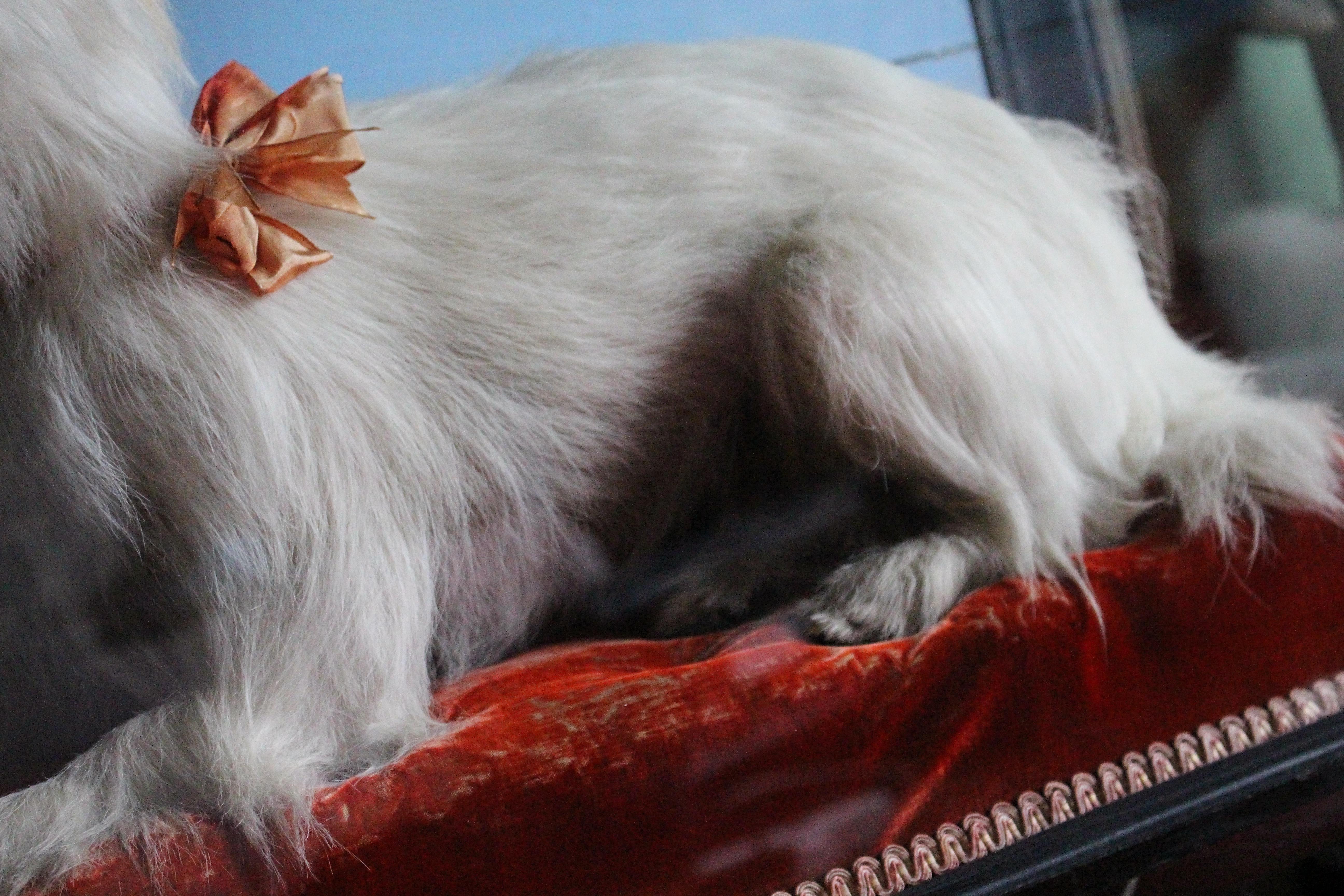 Natural Fiber Early 20th Century Taxidermy Snow White Terrier 