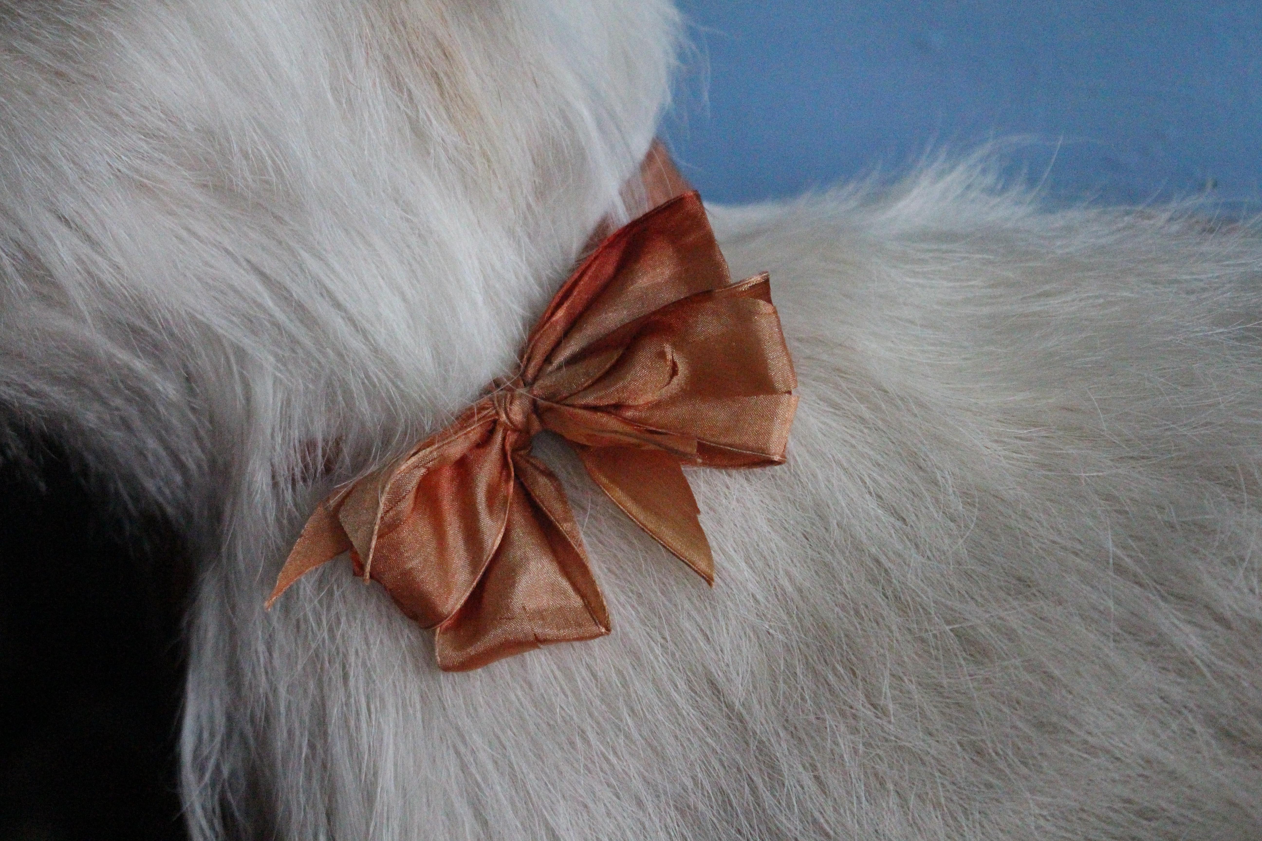 Early 20th Century Taxidermy Snow White Terrier 