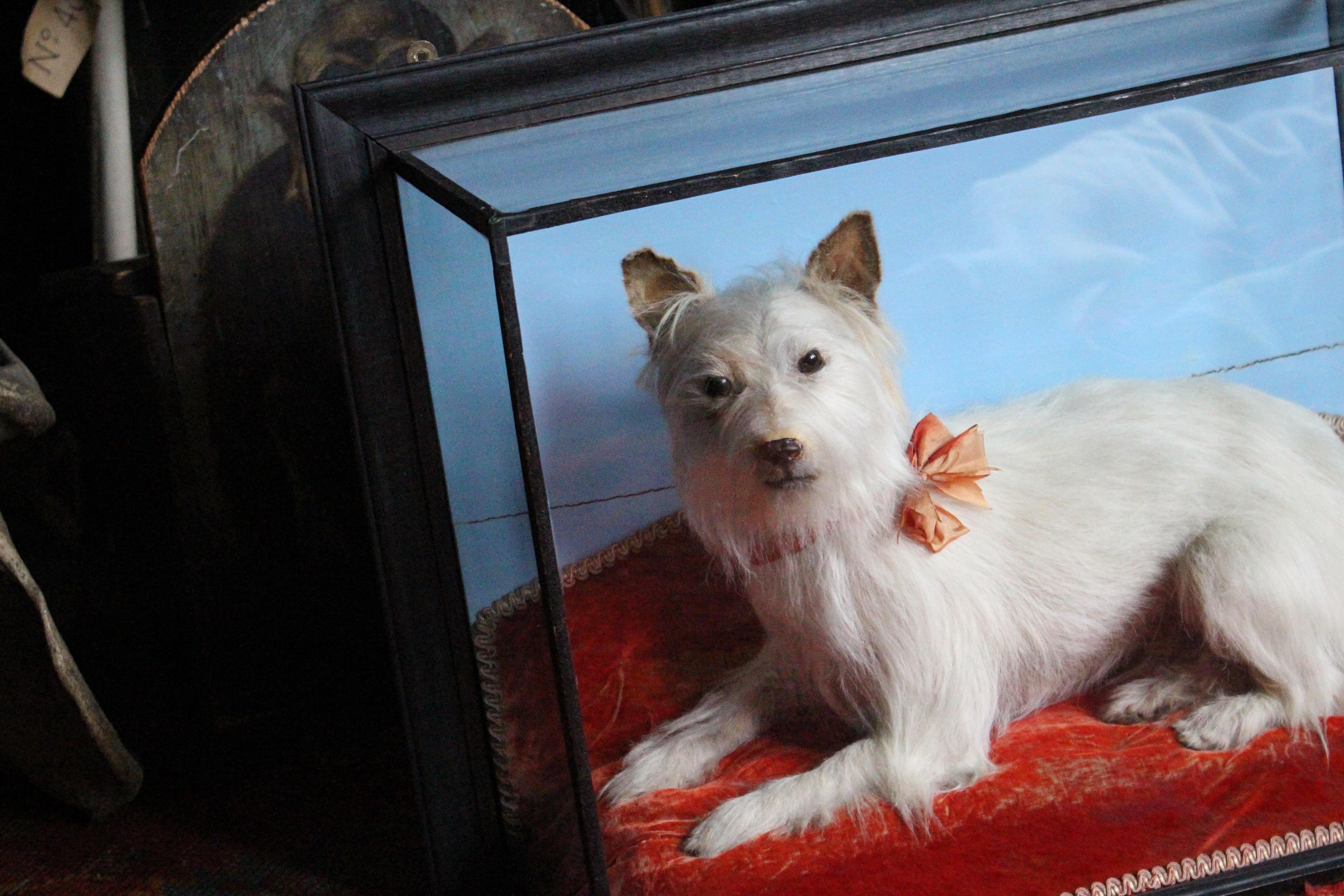 Early 20th Century Taxidermy Snow White Terrier 