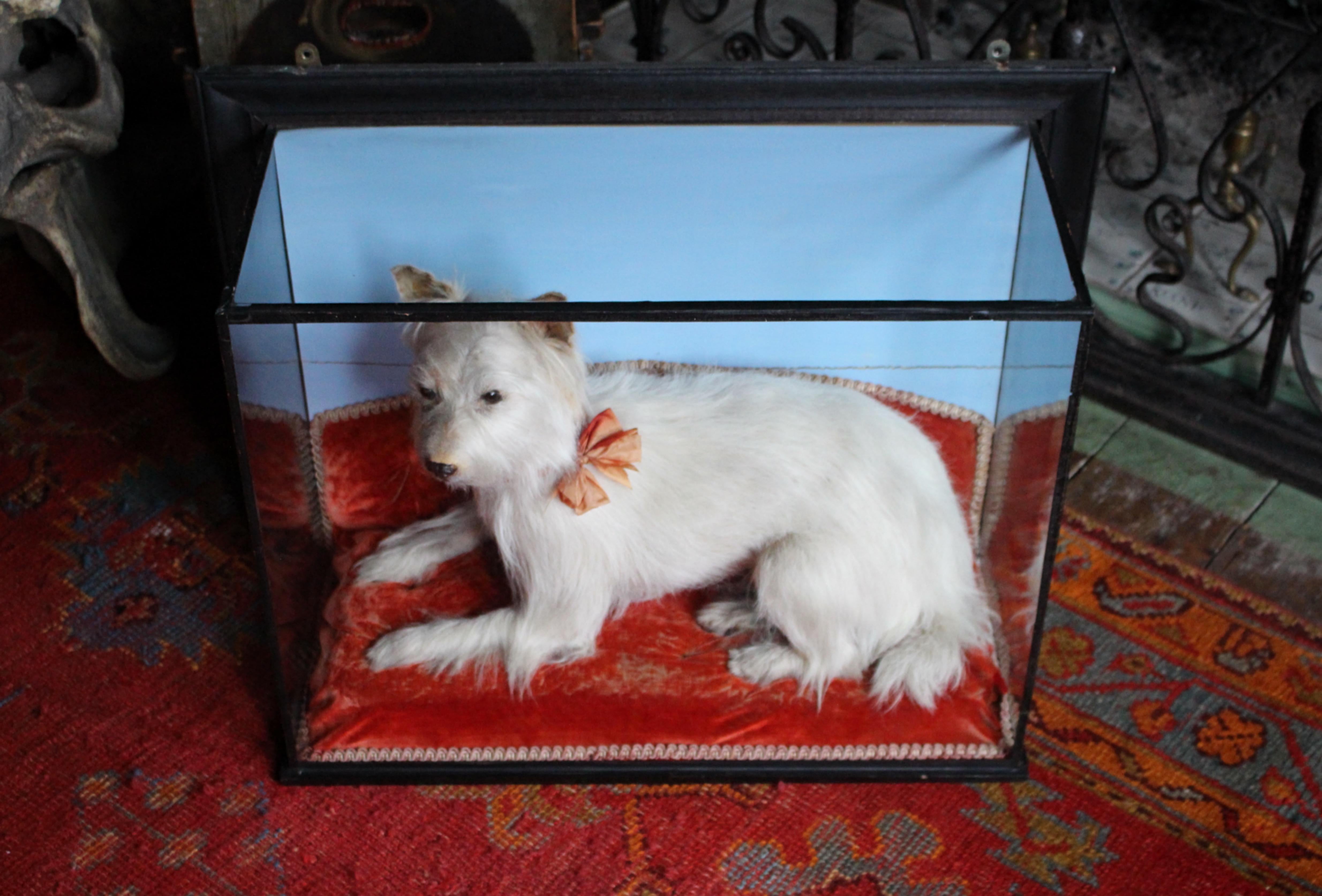 Early 20th Century Taxidermy Snow White Terrier 