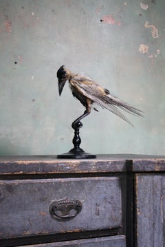 Early 20th Century Taxidermy Specimen Hooded Crow on Turned Ebonised Stand