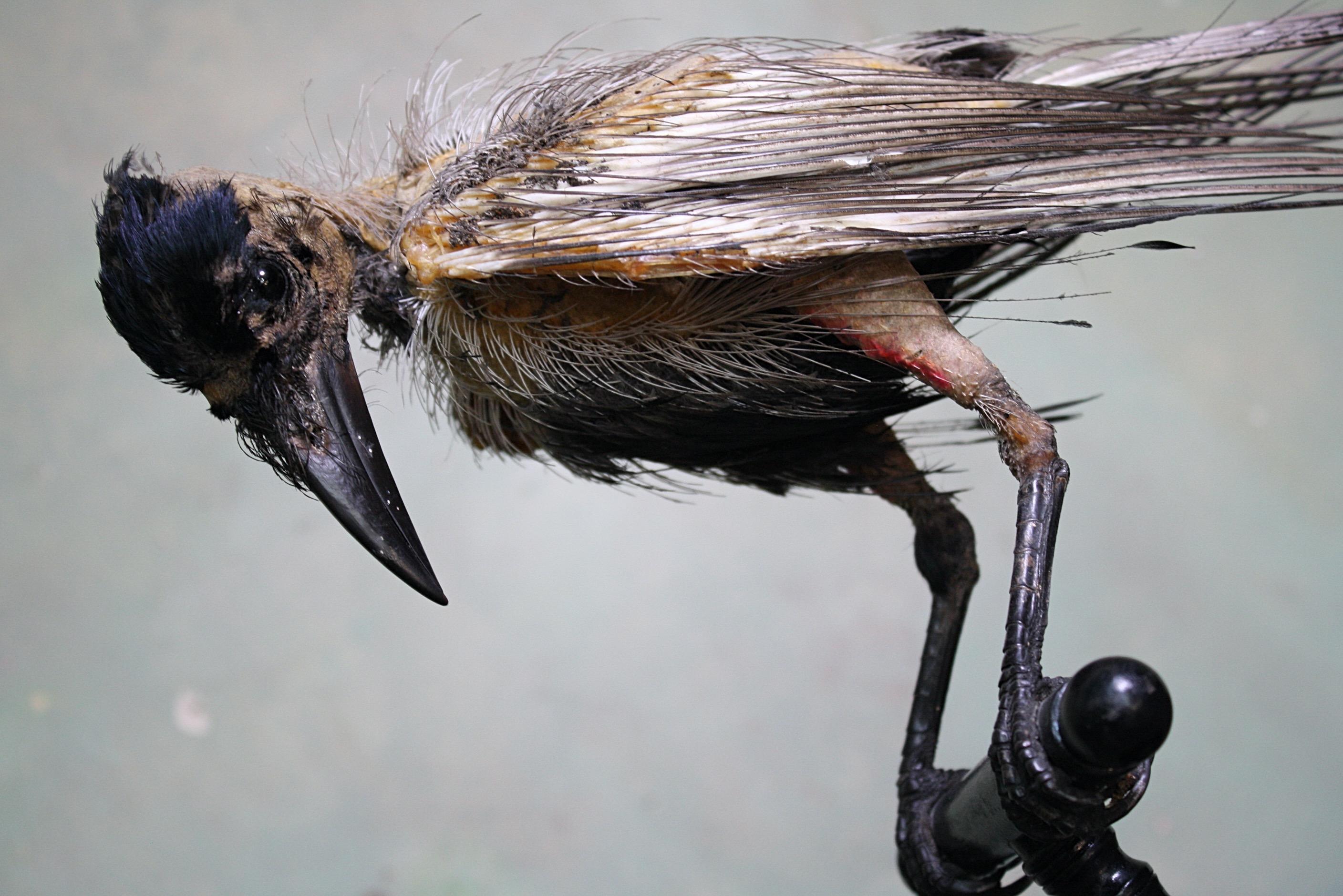 European Early 20th Century Taxidermy Specimen Hooded Crow on Turned Ebonised Stand