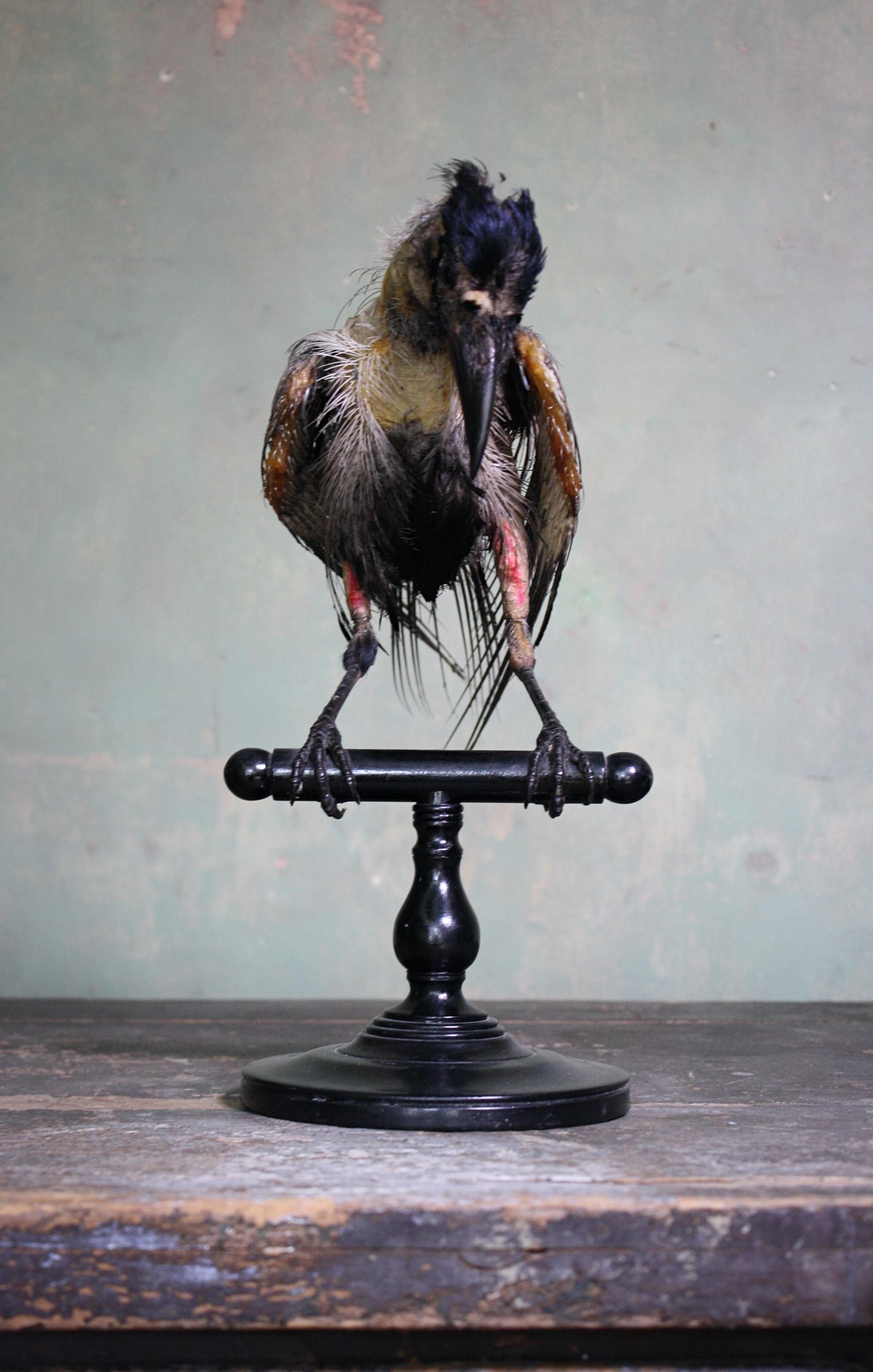 Early 20th Century Taxidermy Specimen Hooded Crow on Turned Ebonised Stand 2