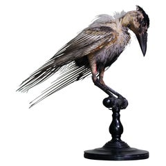 Early 20th Century Taxidermy Specimen Hooded Crow on Turned Ebonised Stand