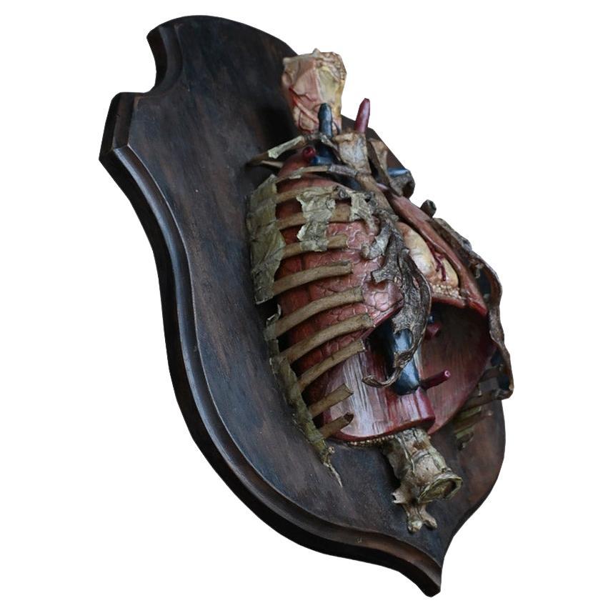 Early 20th Century Teaching Aid Human Torso Model
