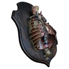 Early 20th Century Teaching Aid Human Torso Model