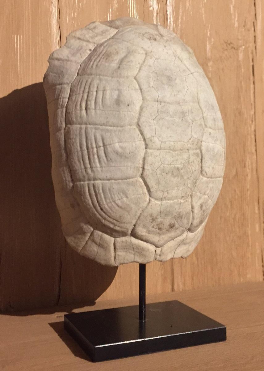 This tortoise shell probably ended up in Europe after being catched by hungry French or English seaman in the America's. After they boiled the unfortunate creatures the shells were bleached and polished during the long way home and kept as souvenirs