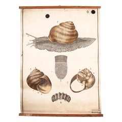 Early 20th Century Vintage Czechoslovakian Educational Chart, Garden Snail