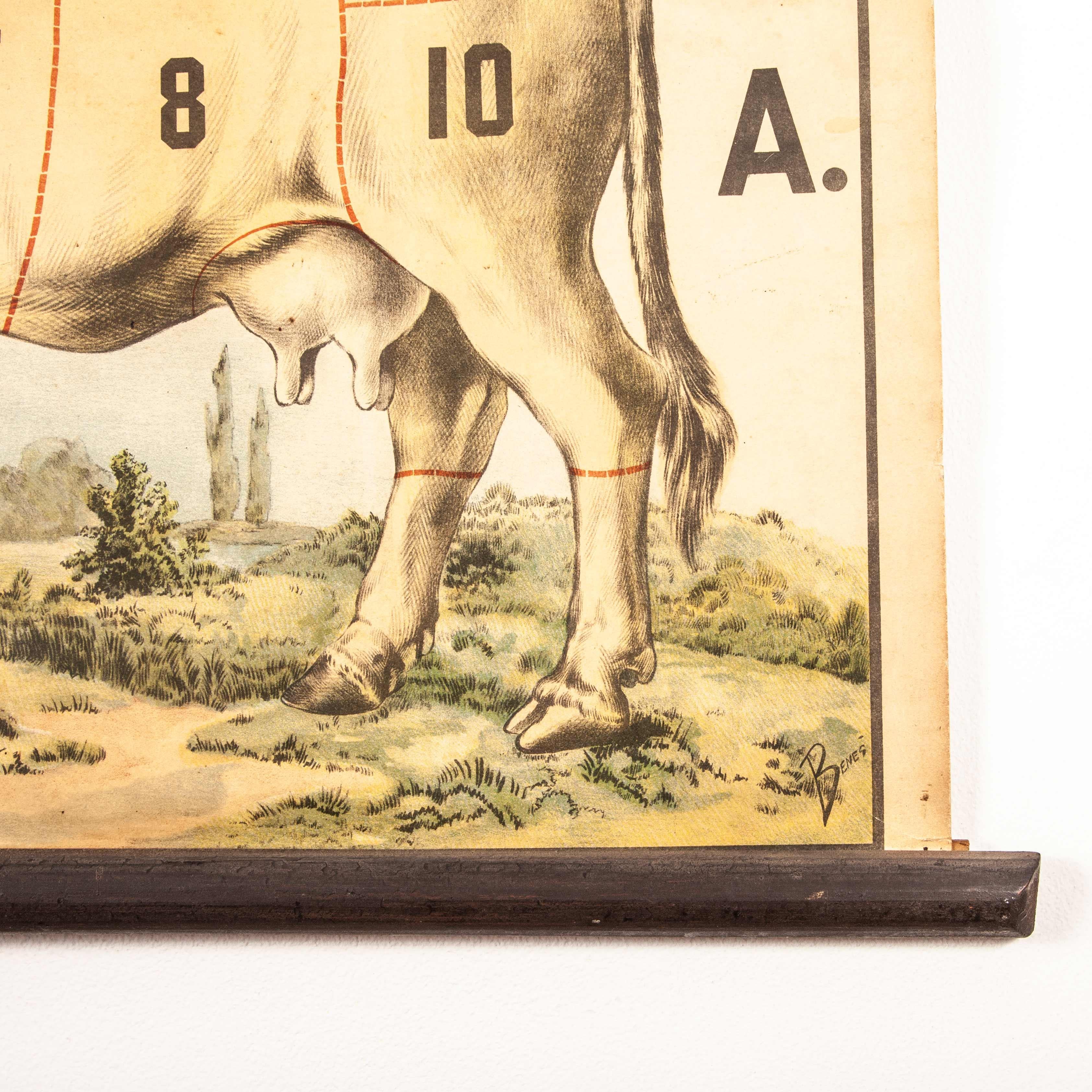 Early 20th Century Vintage Educational Butchering Chart, Czechoslovakian For Sale 6
