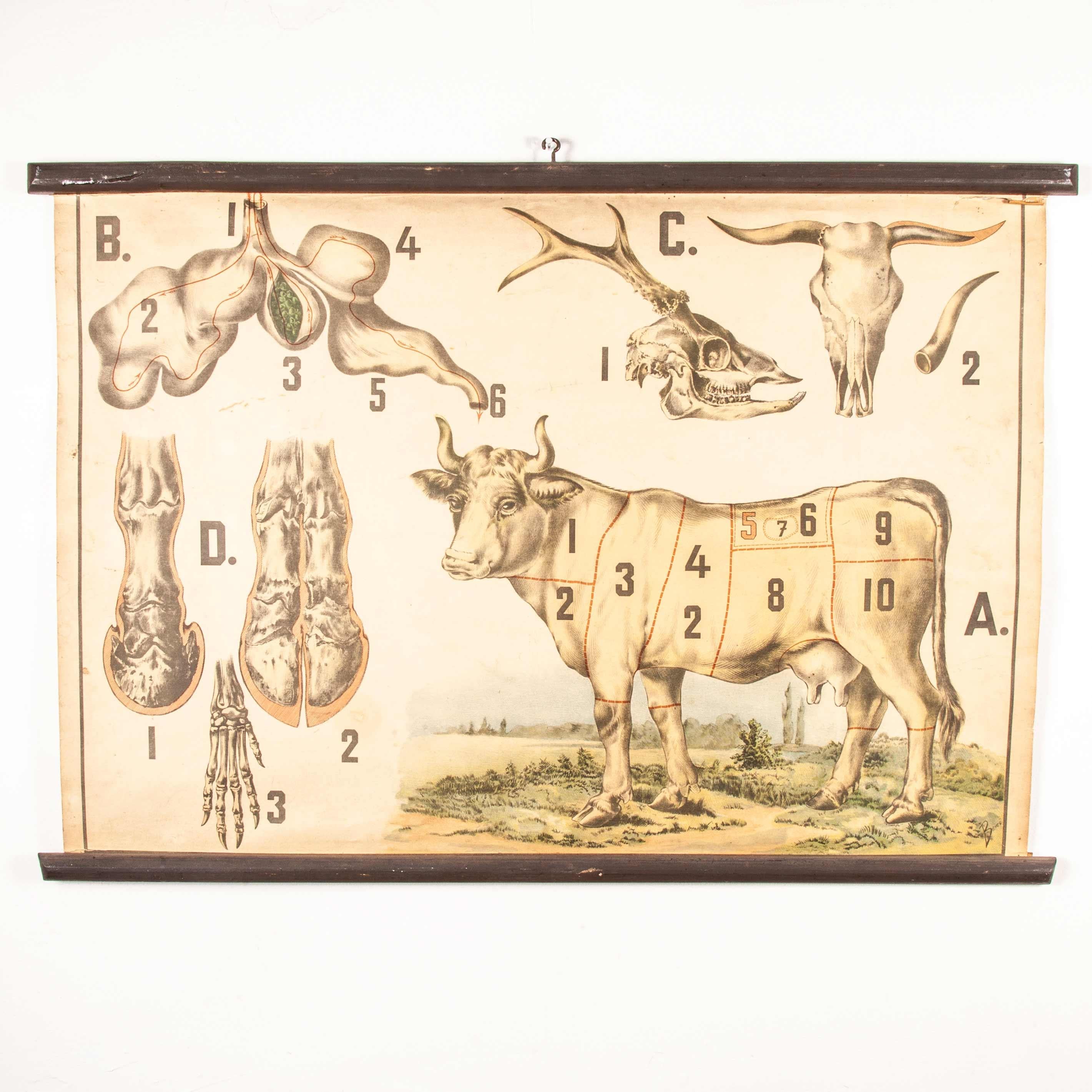 Early 20th Century Vintage Educational Butchering Chart, Czechoslovakian For Sale 7