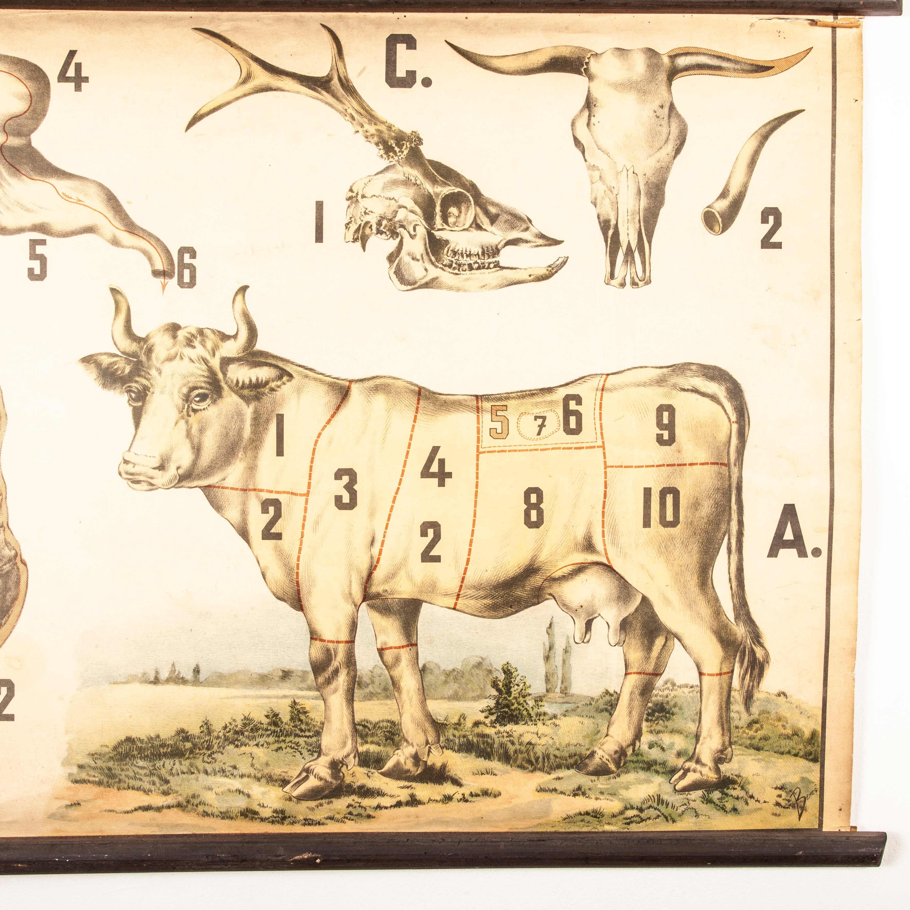 Early 20th century vintage educational butchering chart, Czechoslovakian. School poster from the Czech Republic of a cow, the different meat cuts and other parts of the animal. Signed ‘Benes’ though we cannot find trace of the artist. The rigid card