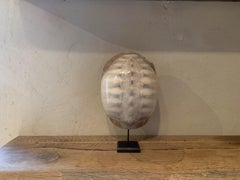 Early 20th Century white Tortoise Shell