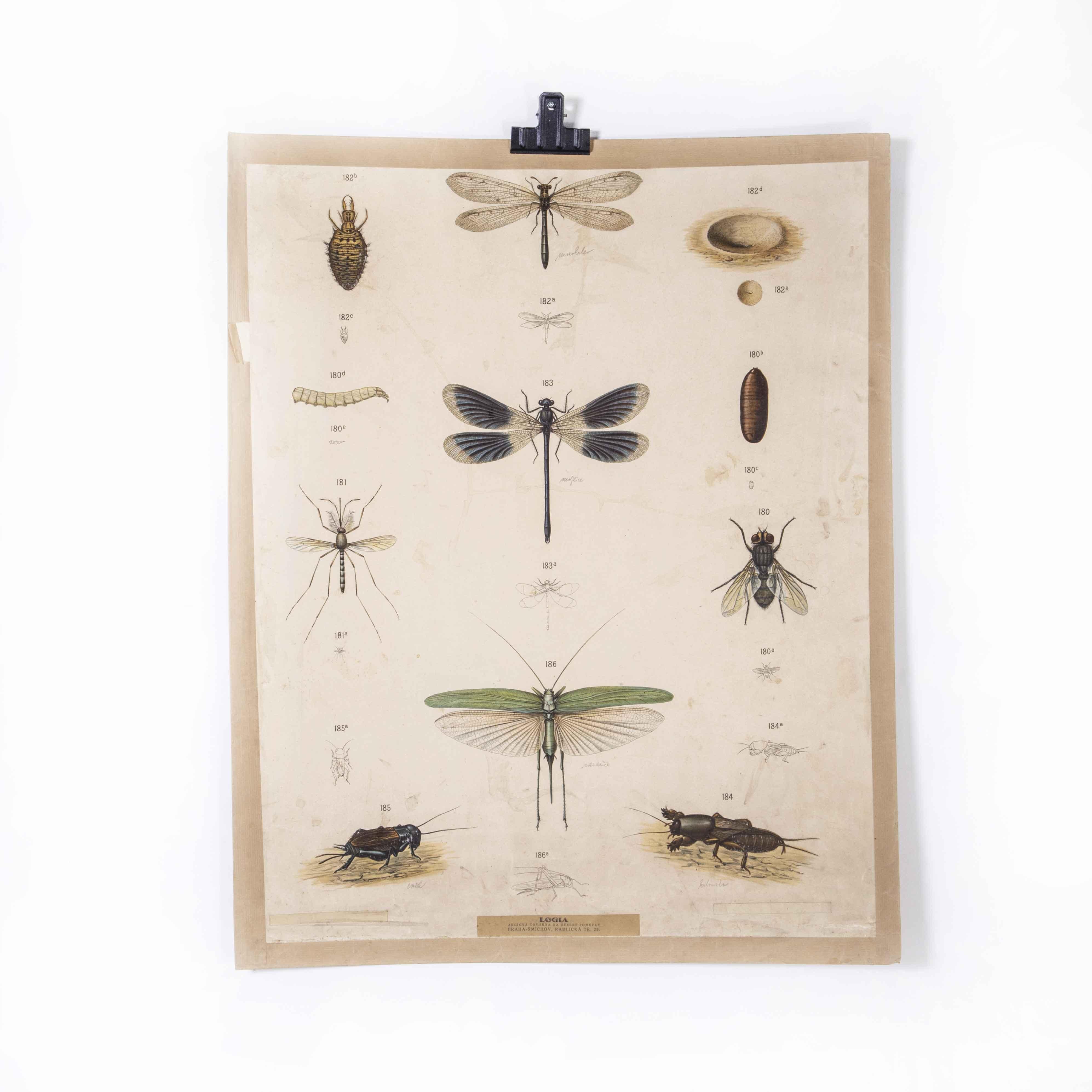 Czech Early 20th Century Winged Bugs Educational Poster For Sale