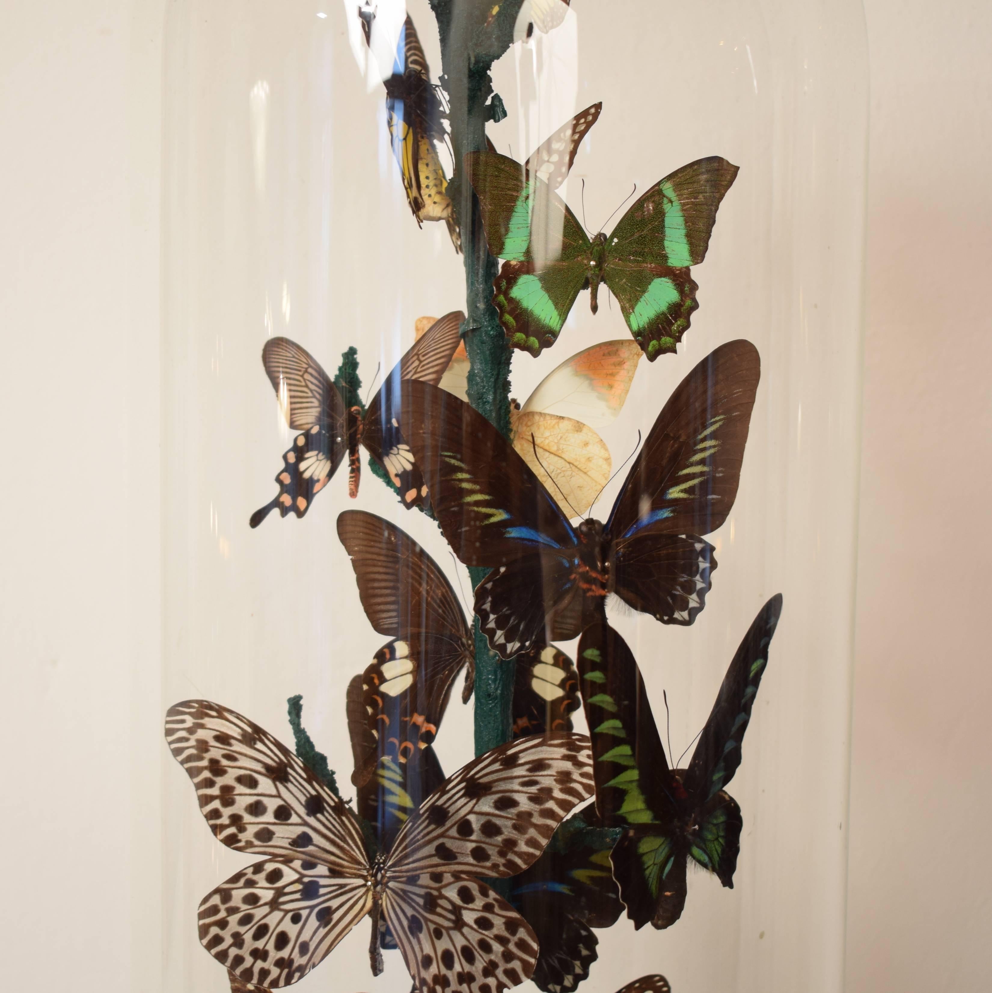 This early 20th century Wunderkammer Butterfly Dome show 14 natural butterflies mounted on a branch.
The butterflies are all different and show a wide range of colors.