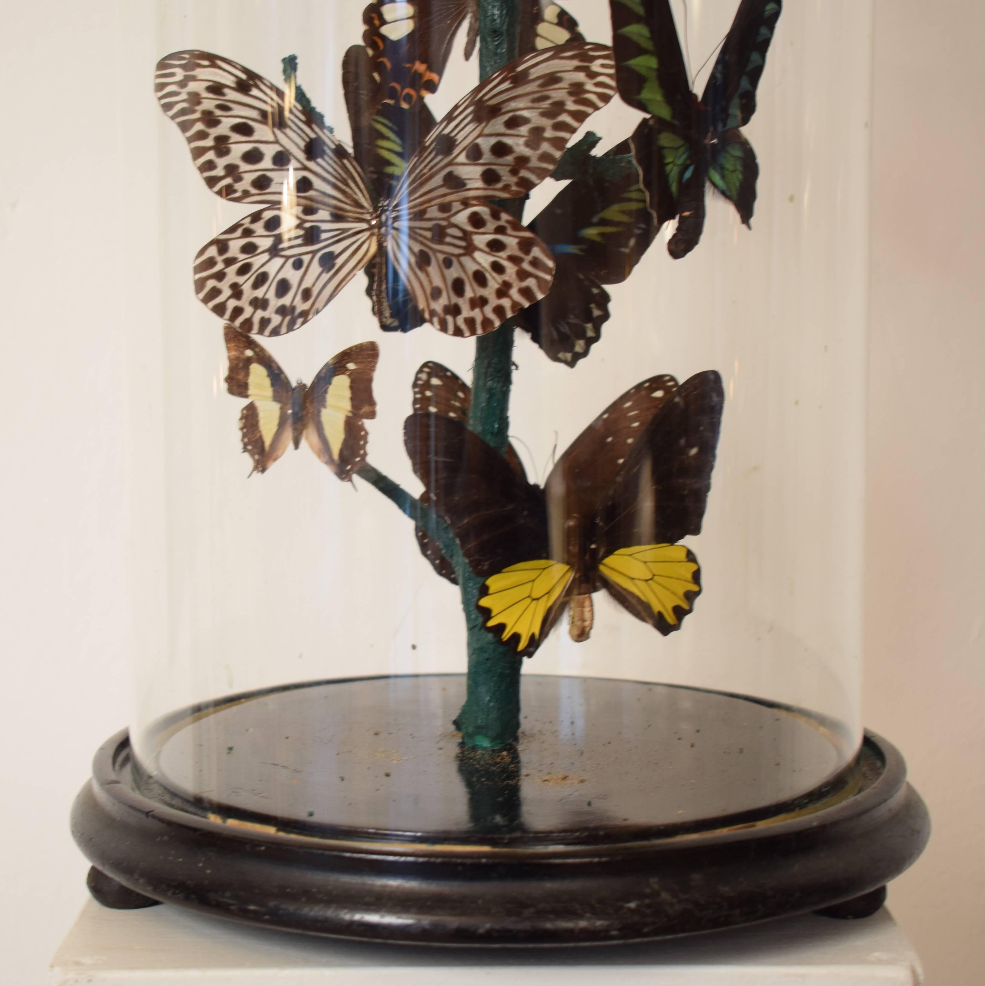 Art Nouveau Early 20th Century Wunderkammer Butterfly Dome, circa 1910