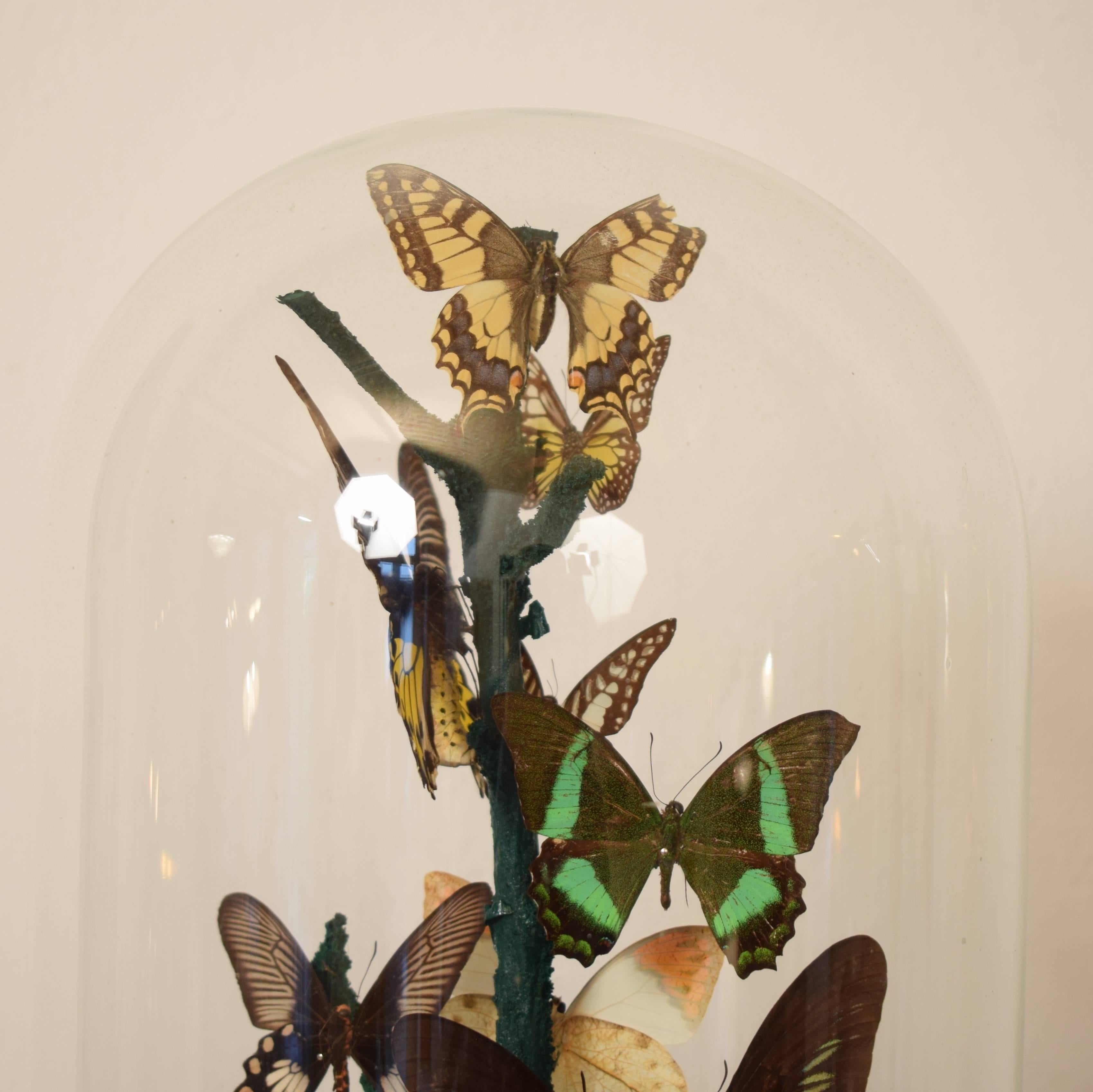 German Early 20th Century Wunderkammer Butterfly Dome, circa 1910