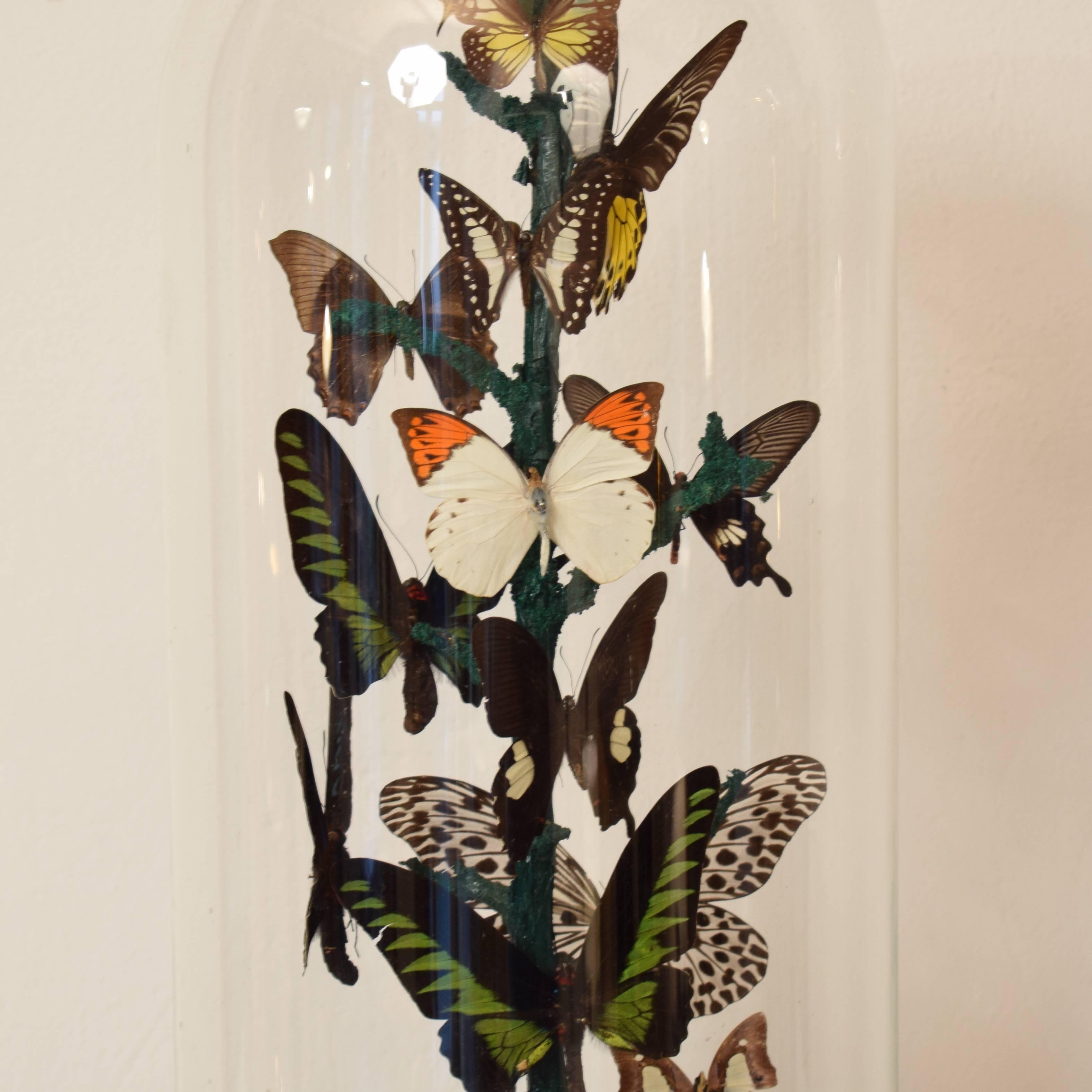 Glass Early 20th Century Wunderkammer Butterfly Dome, circa 1910