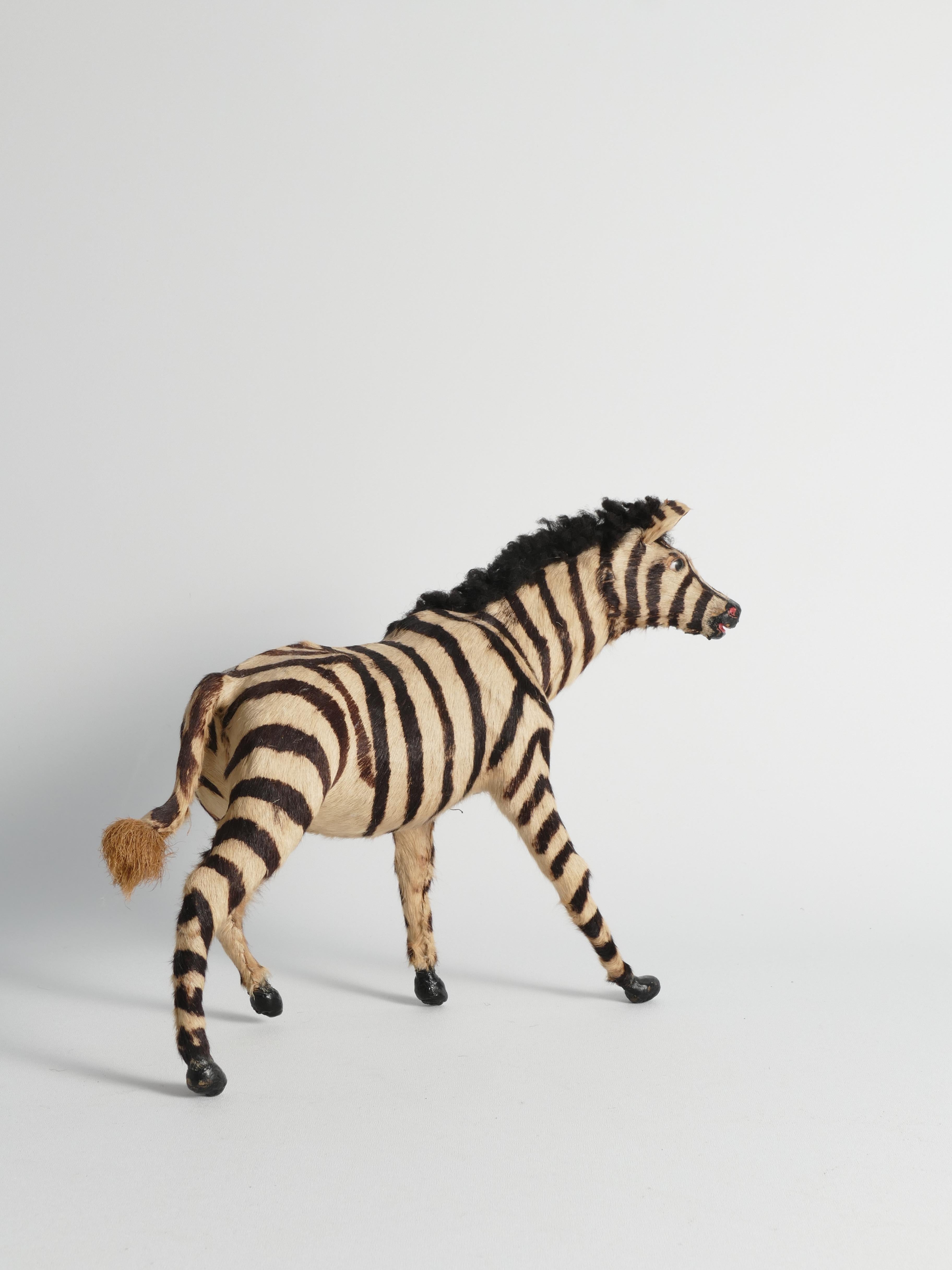 Zebra Handgefertigte Taxidermie-Figur aus dem frühen 20. Jahrhundert im Angebot 7