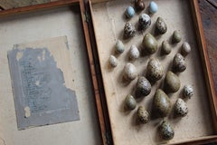 Early 20thC Hand Painted Plaster Bird Specimen Eggs Taxidermy Oology Ornithology