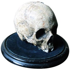 Antique Early 20th Century Plaster Model of a Human Skull on Ebonised Stand