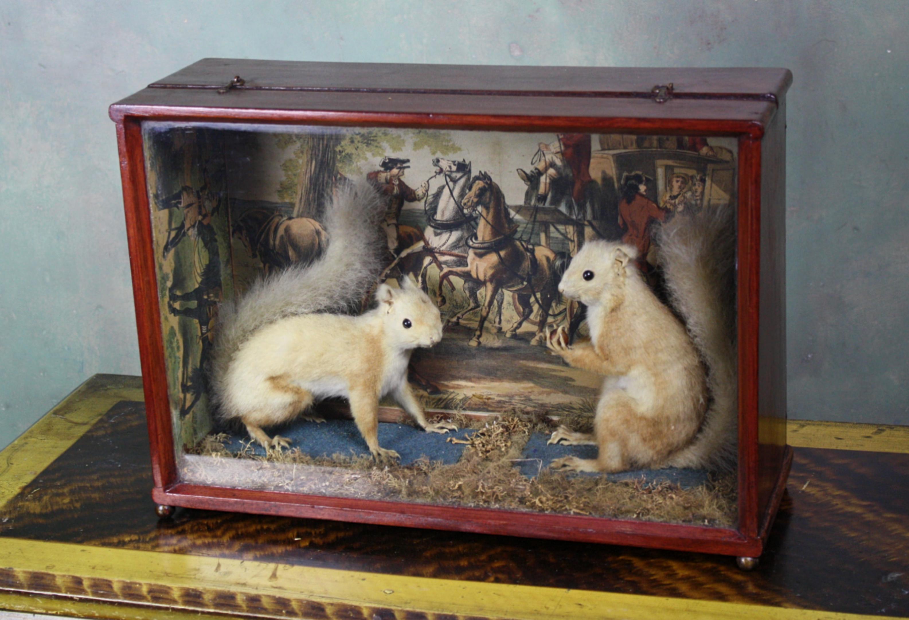 Taxidermy Pair of Red Squirrels, Decoupage Backdrop Georgian Robbery 7