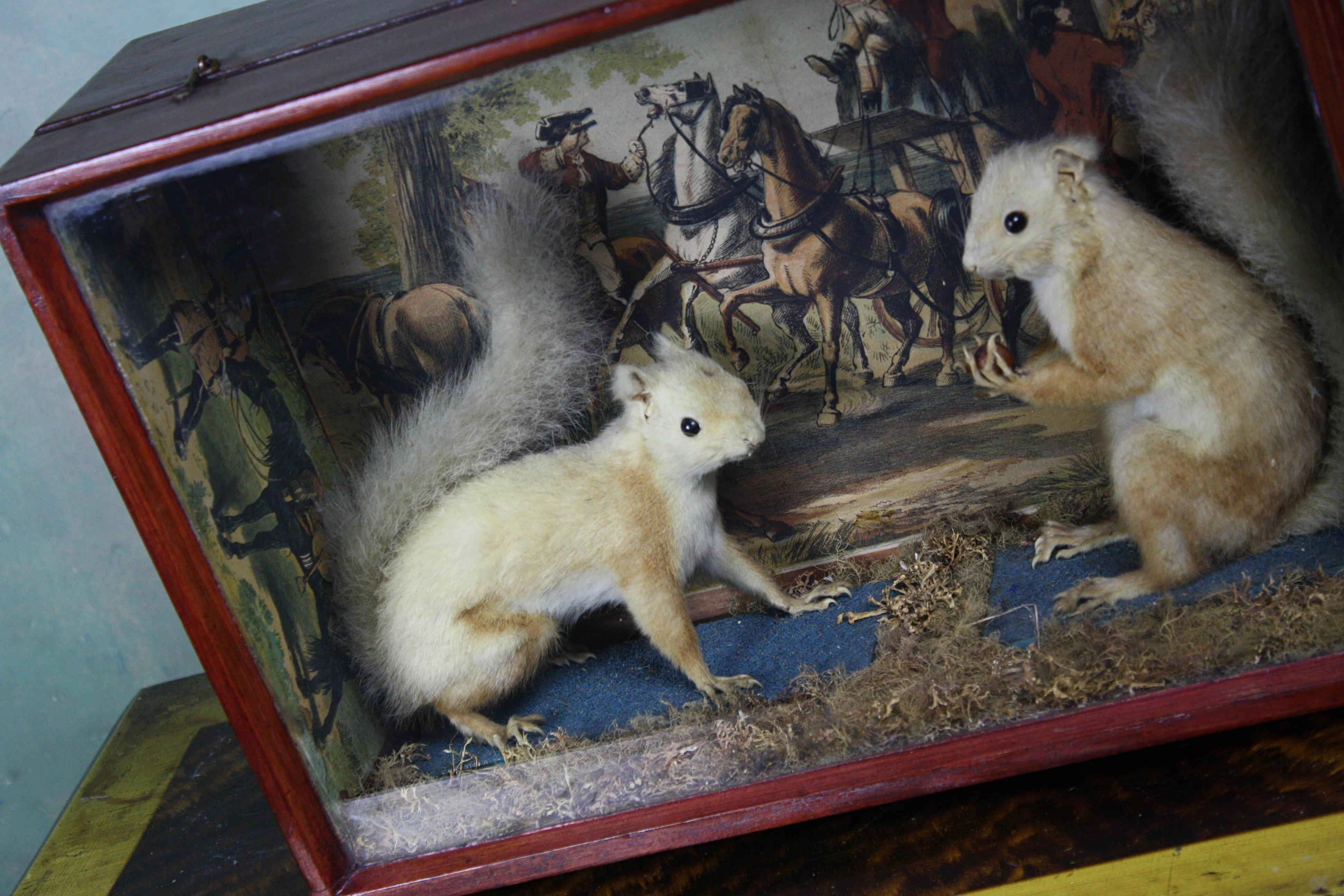 Taxidermy Pair of Red Squirrels, Decoupage Backdrop Georgian Robbery 8