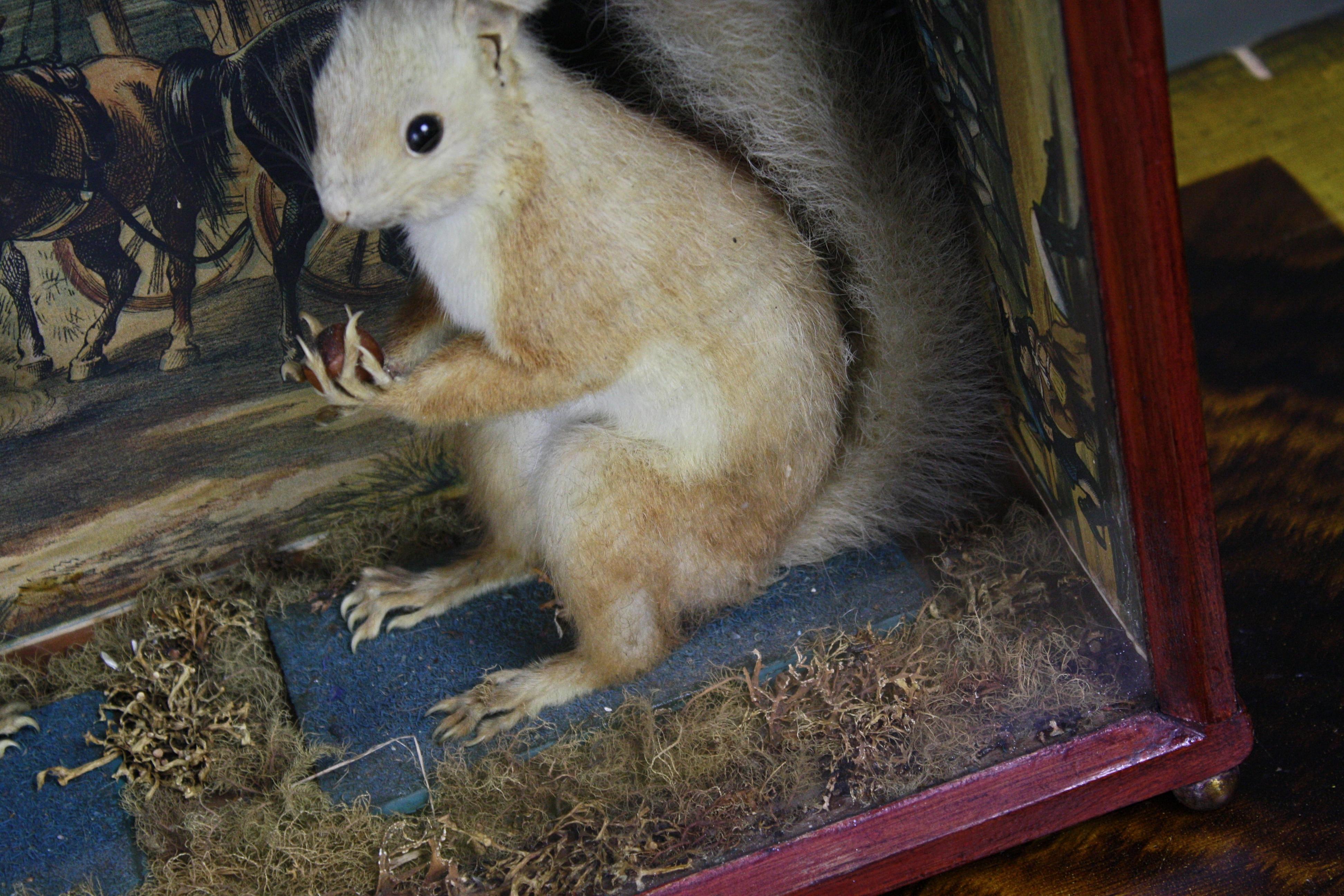 Taxidermy Pair of Red Squirrels, Decoupage Backdrop Georgian Robbery 9