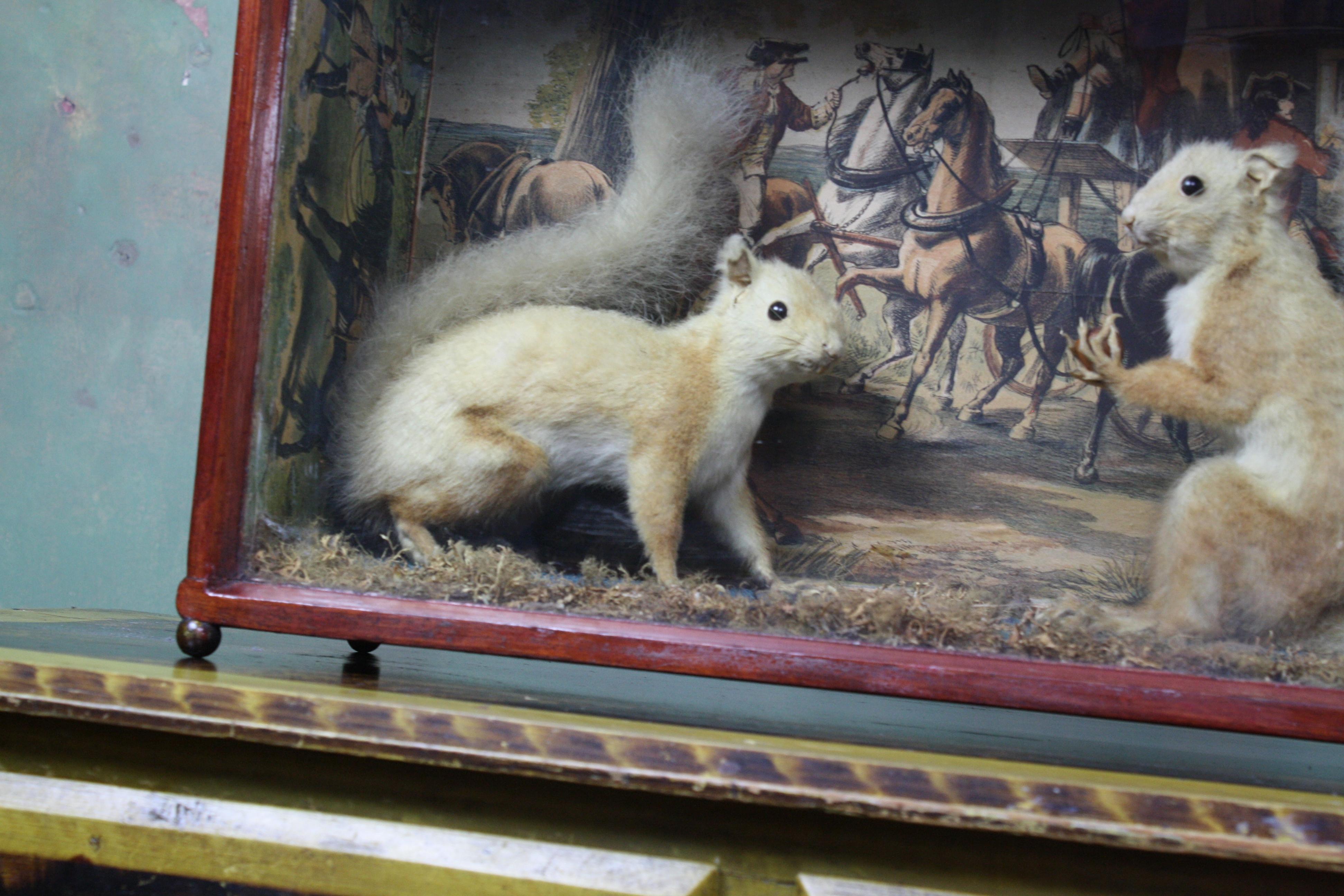 Unusual pair of red squirrels, well preserved and mounted on a naturalistic ground with one squirrel holding a hazel nut. The back drop is a decoupage scene of a Georgian robbery with the victims being help up at gun point. 

Housed in a pine