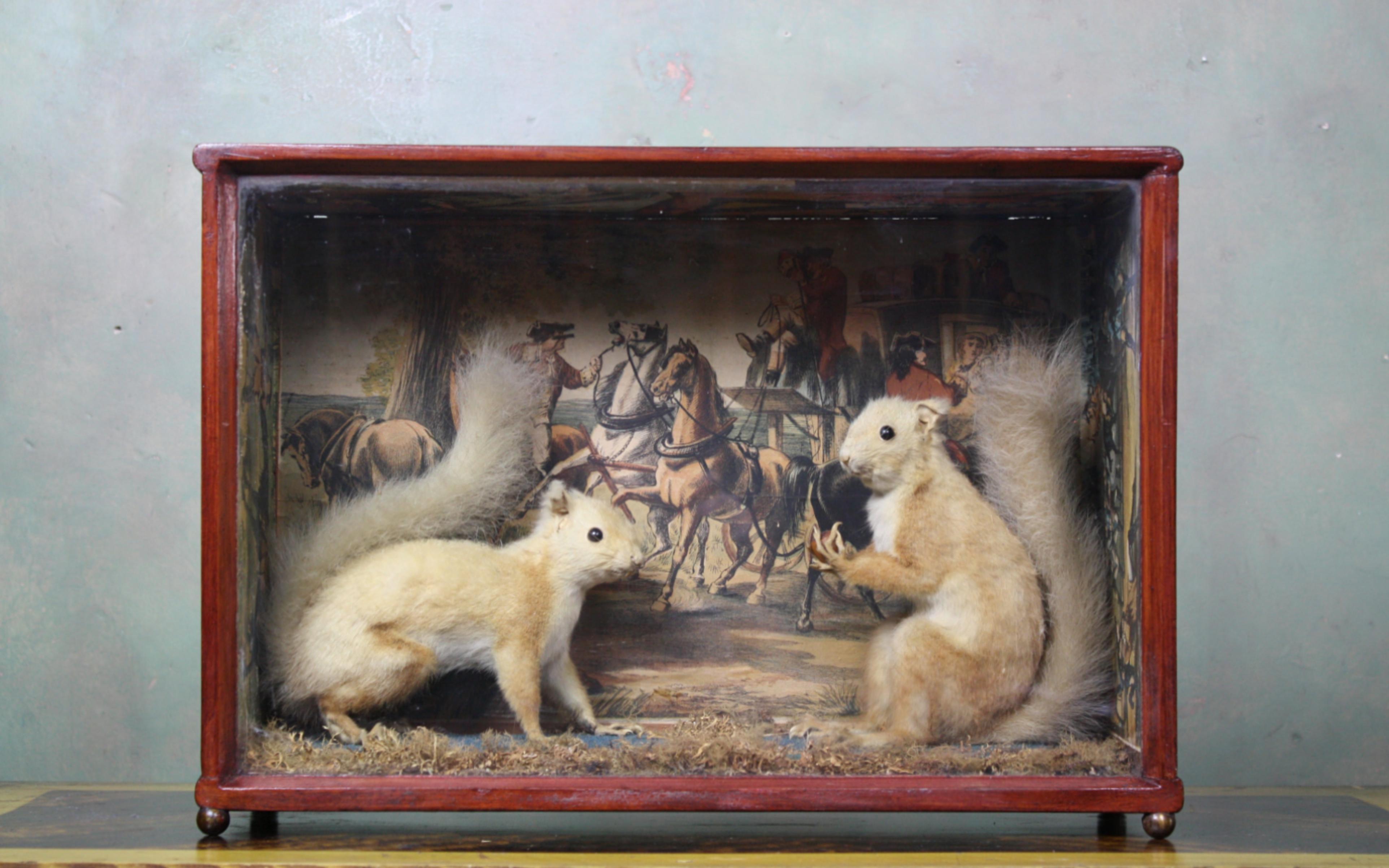 Edwardian Taxidermy Pair of Red Squirrels, Decoupage Backdrop Georgian Robbery