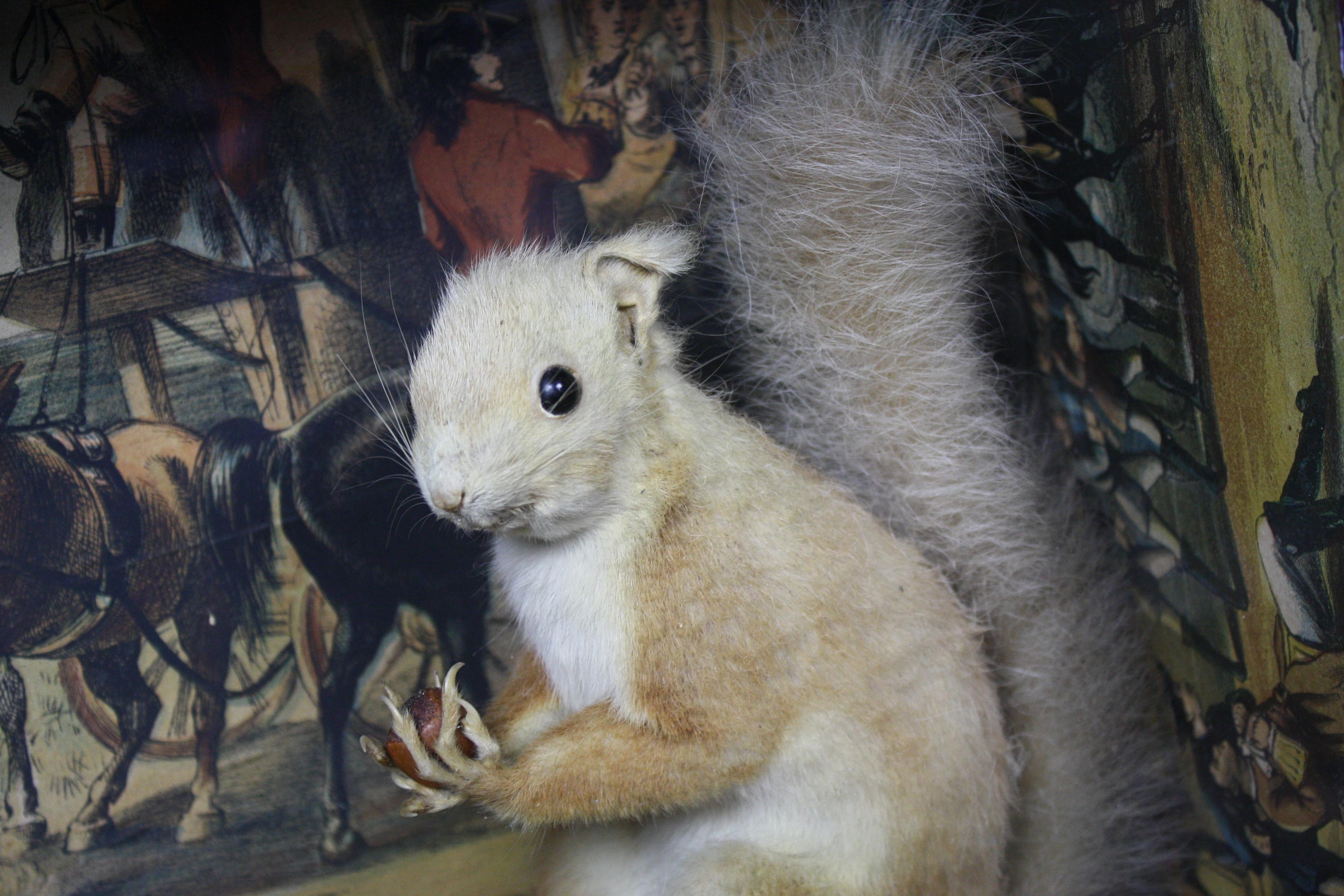 Taxidermy Pair of Red Squirrels, Decoupage Backdrop Georgian Robbery In Good Condition In Lowestoft, GB