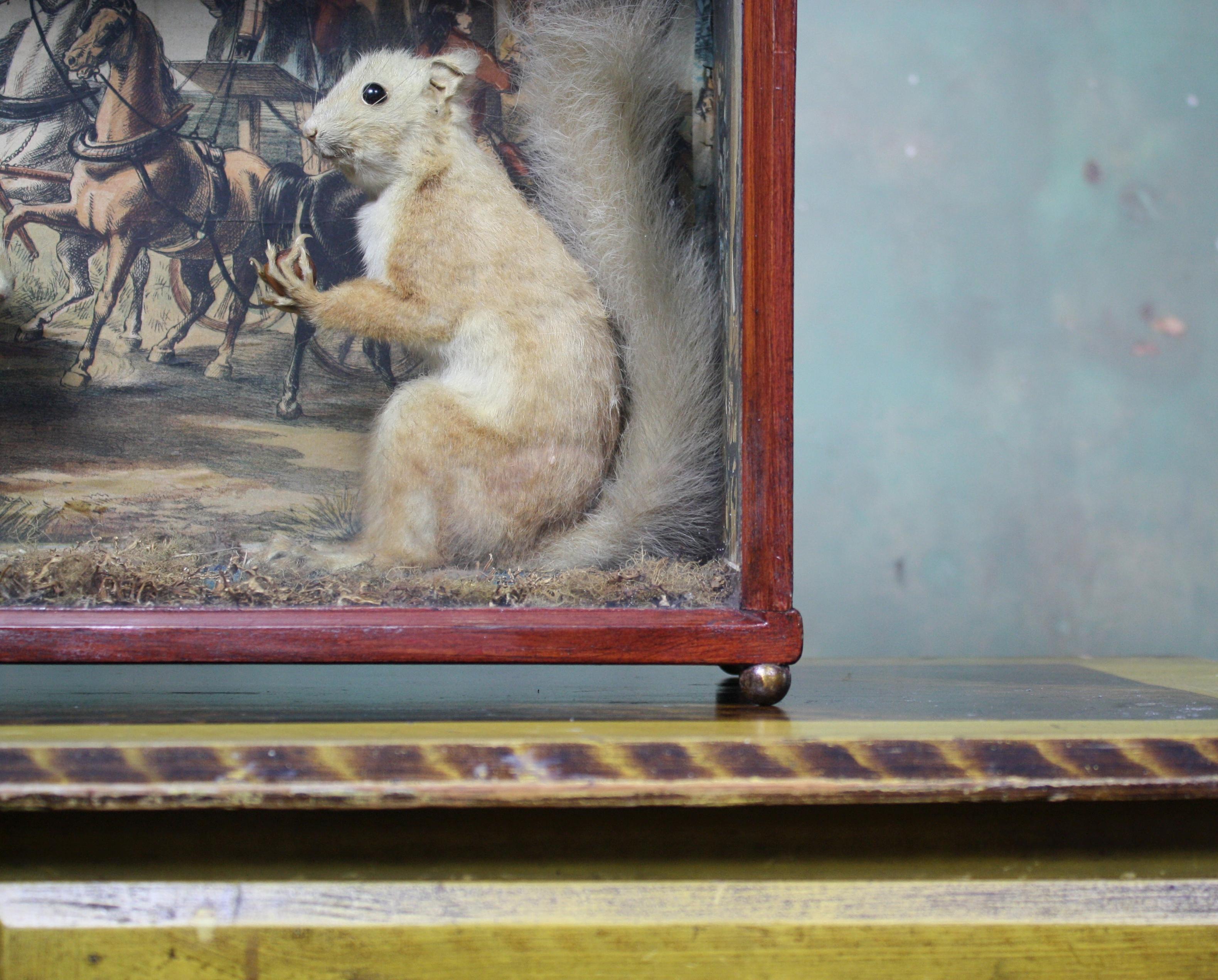 Taxidermy Pair of Red Squirrels, Decoupage Backdrop Georgian Robbery 1