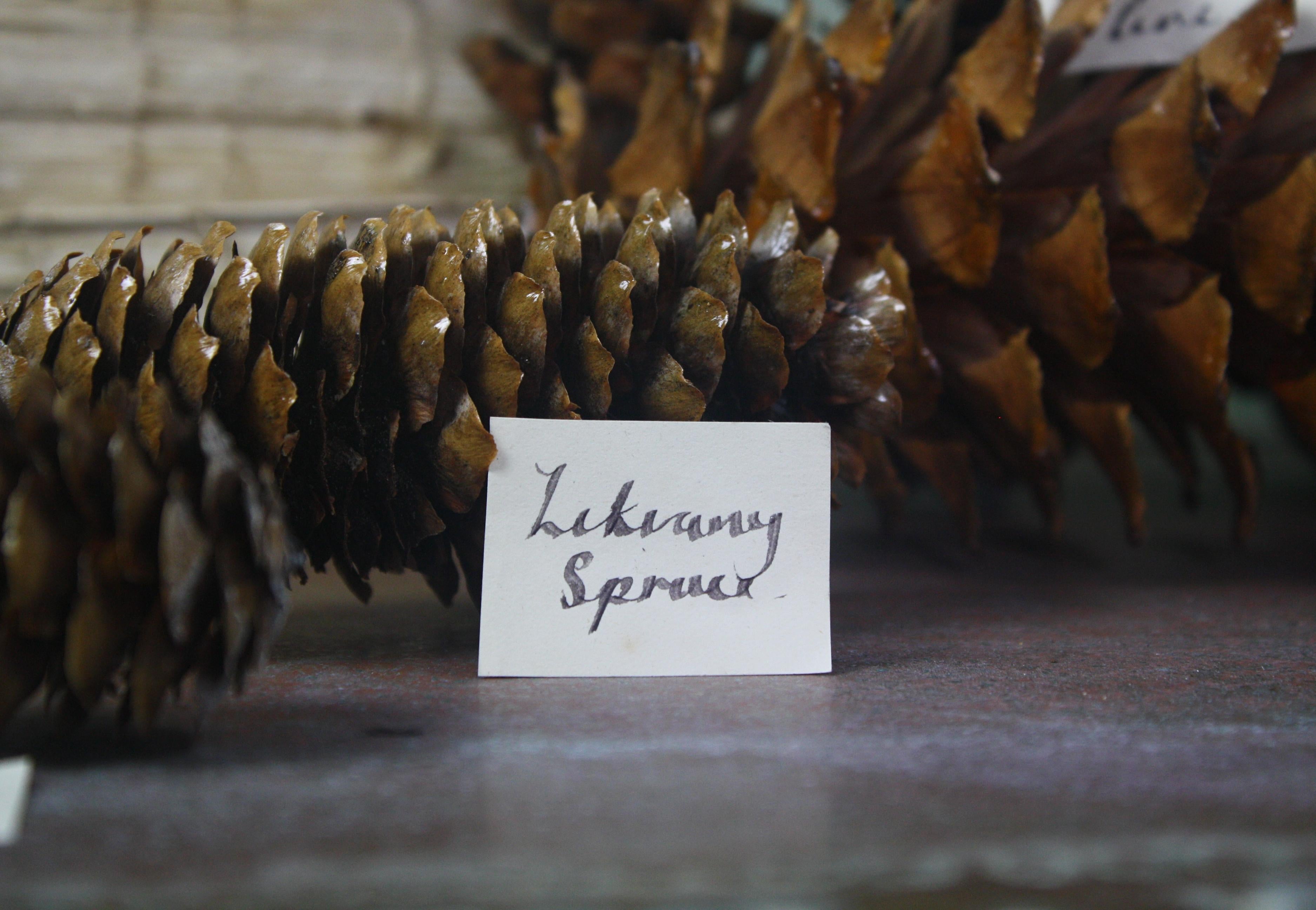 Collection of 69 Global Conifer Ferns Shadow Boxes Natural History Specimens 3