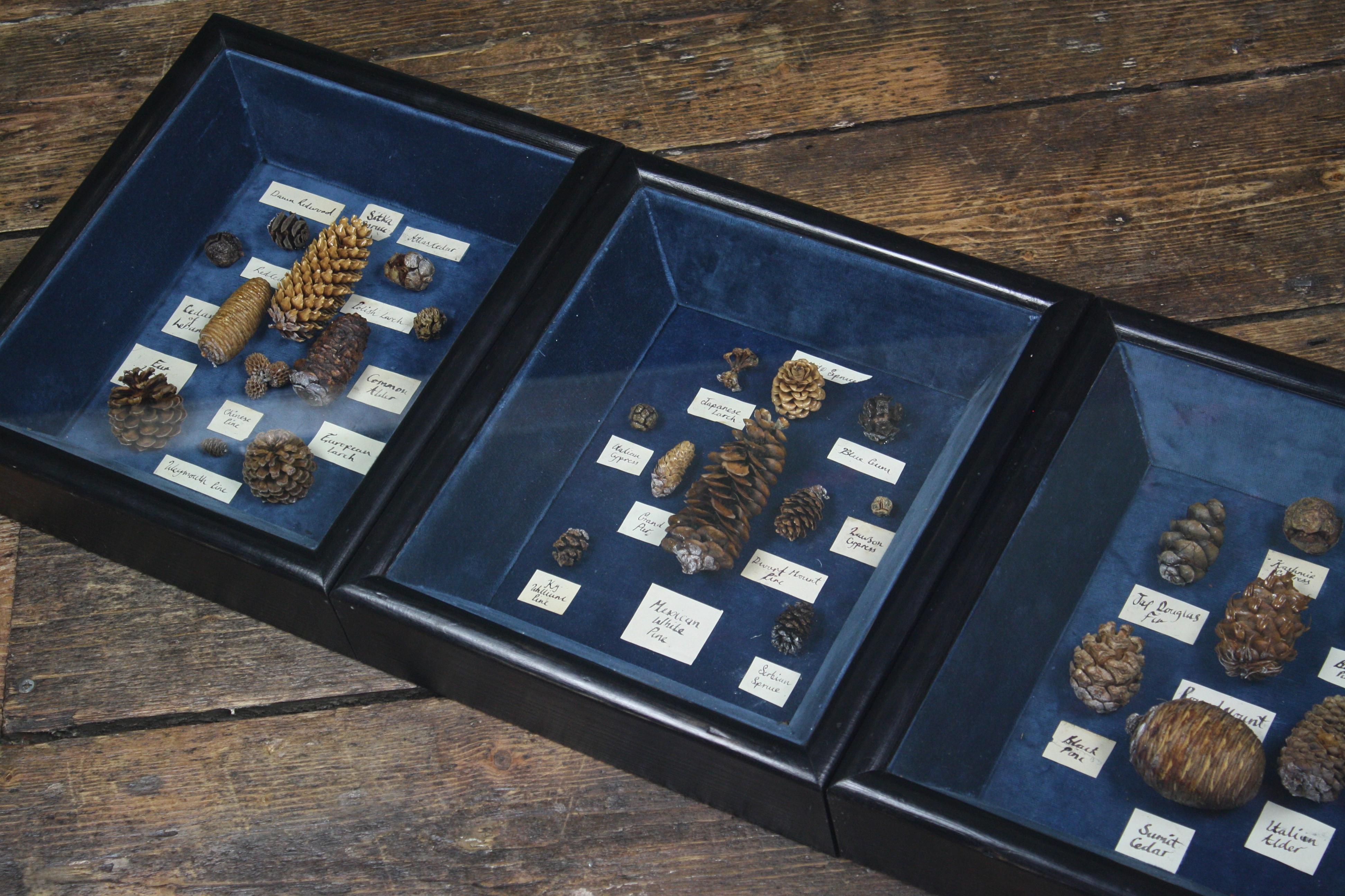 Collection of 69 Global Conifer Ferns Shadow Boxes Natural History Specimens 6
