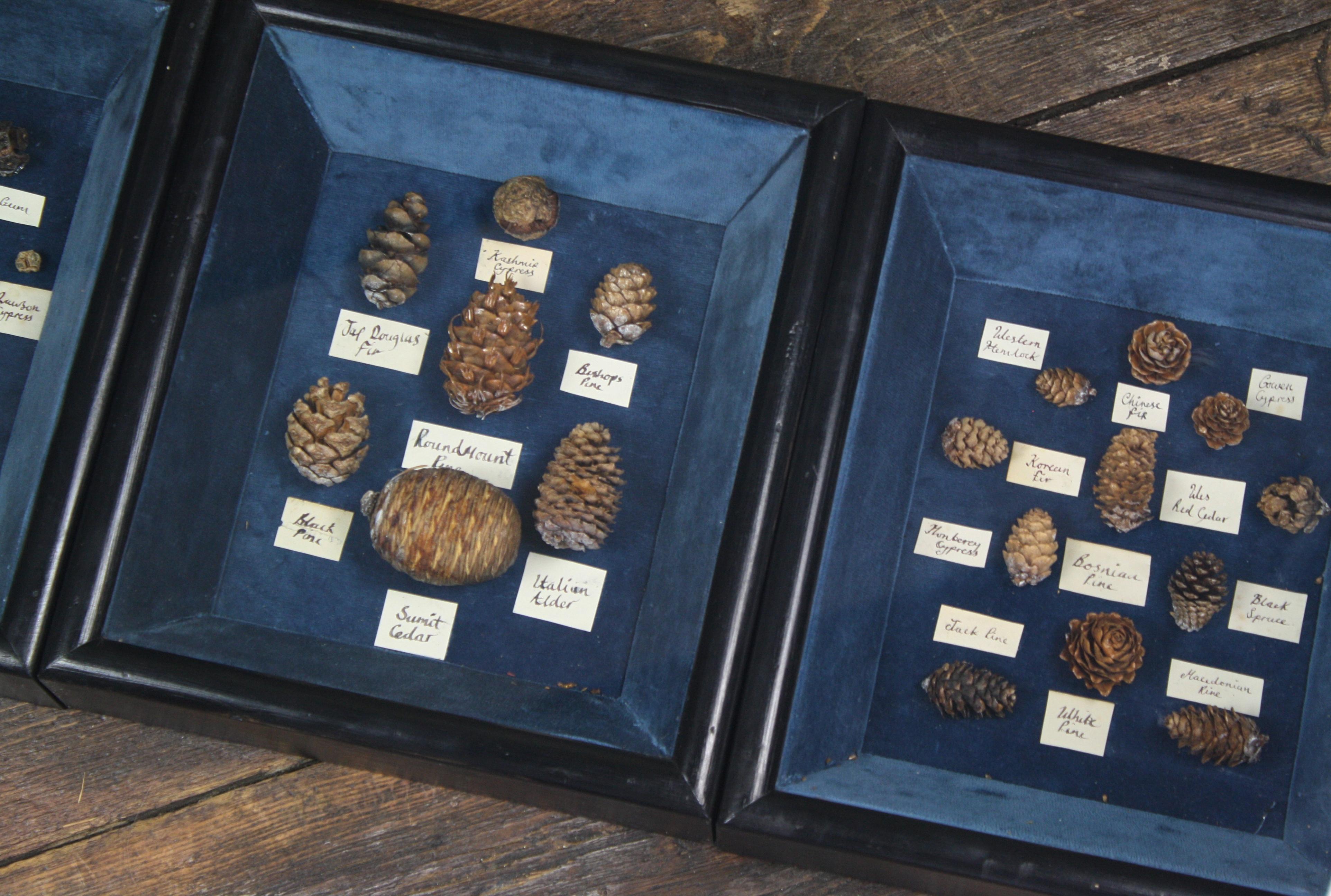 Collection of 69 Global Conifer Ferns Shadow Boxes Natural History Specimens 10