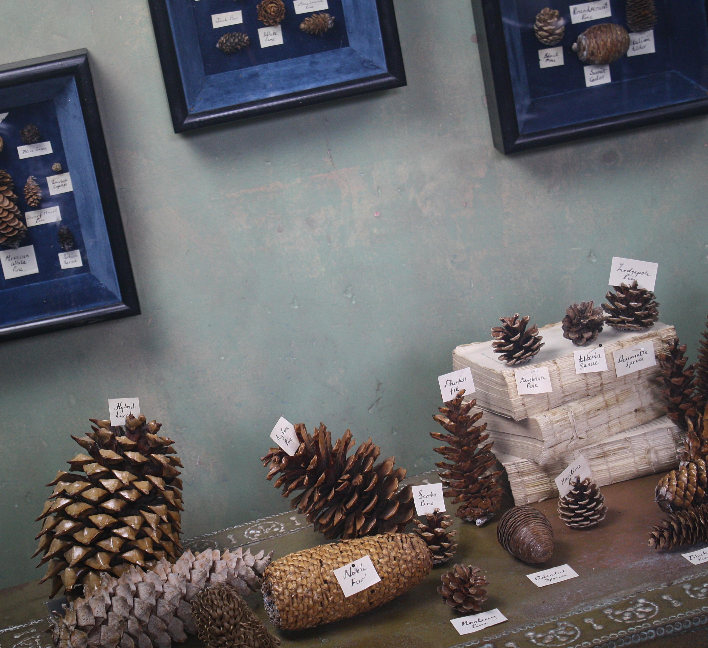 A collection of sixty nine ferns with original hand written labels 

From the early part of the 20th century, we have had the smaller thirty nine mounted in bespoke made shadow boxes constructed from pine with a royal blue velvet interior.

The