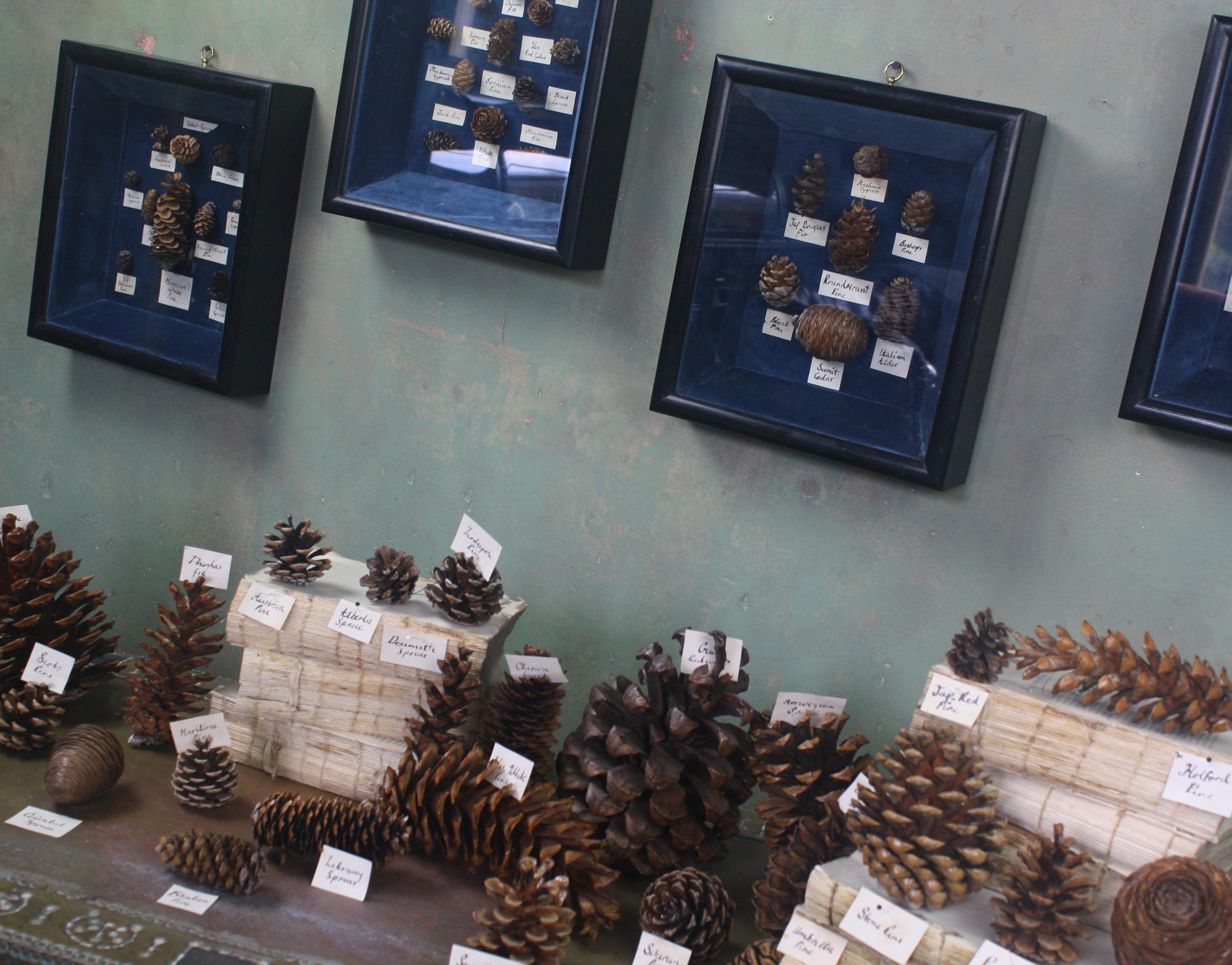 Collection of 69 Global Conifer Ferns Shadow Boxes Natural History Specimens In Good Condition In Lowestoft, GB