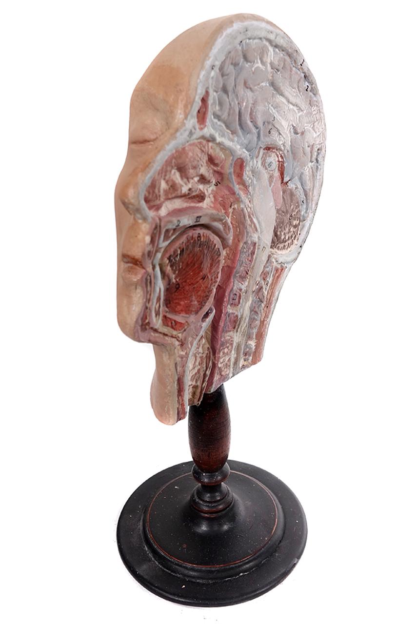 Early Anatomical Half Head Model In Good Condition In Peekskill, NY