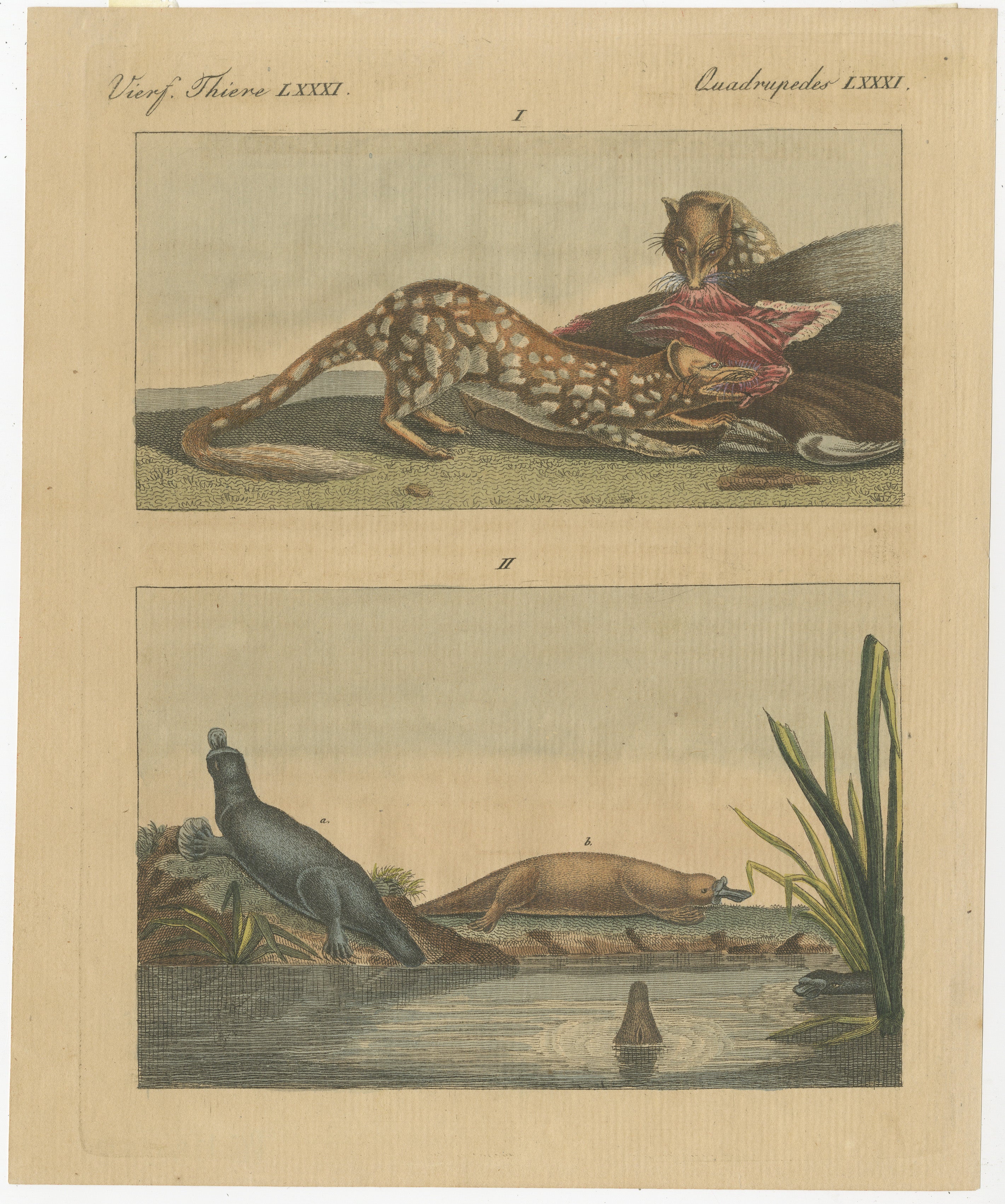Antique print of a Quoll species and Platypus species. This print originates from 'Bilderbuch fur Kinder' by F.J. Bertuch. Friedrich Johann Bertuch (1747-1822) was a German publisher and man of arts most famous for his 12-volume encyclopedia for