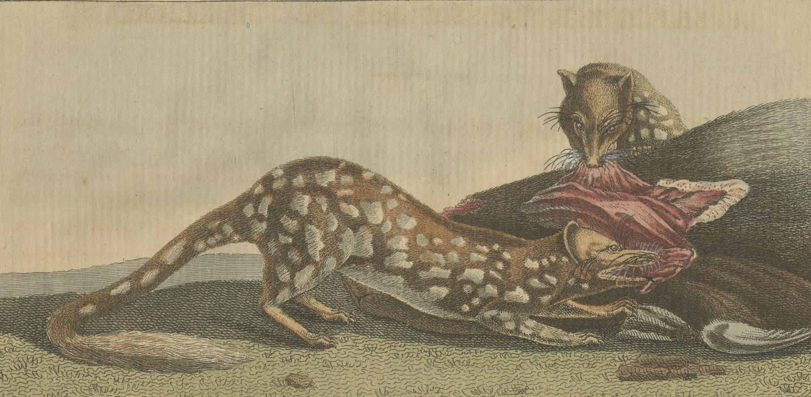 Early Antique Print of a Quoll species and Platypus species of Australia In Fair Condition For Sale In Langweer, NL