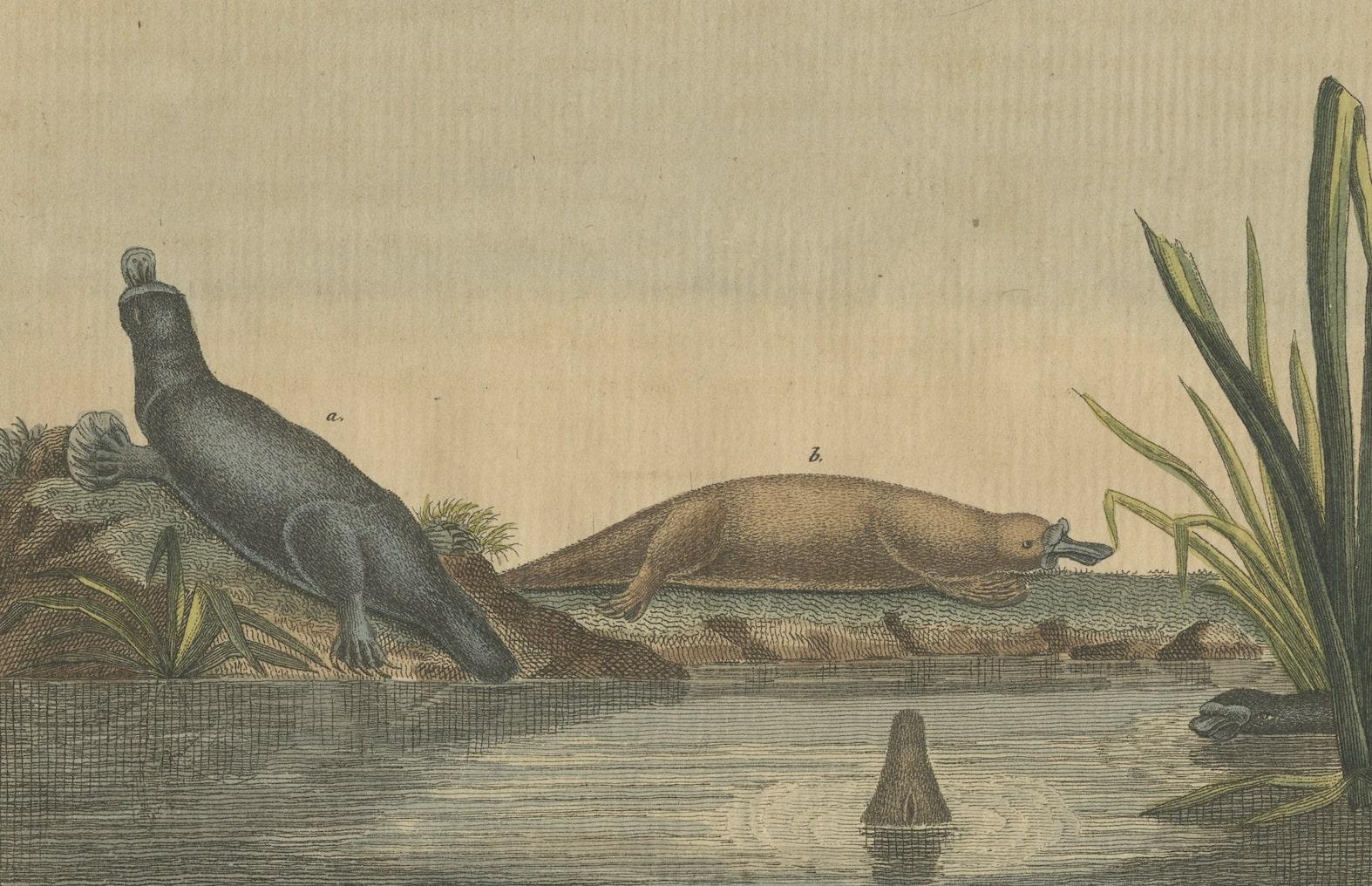 19th Century Early Antique Print of a Quoll species and Platypus species of Australia For Sale