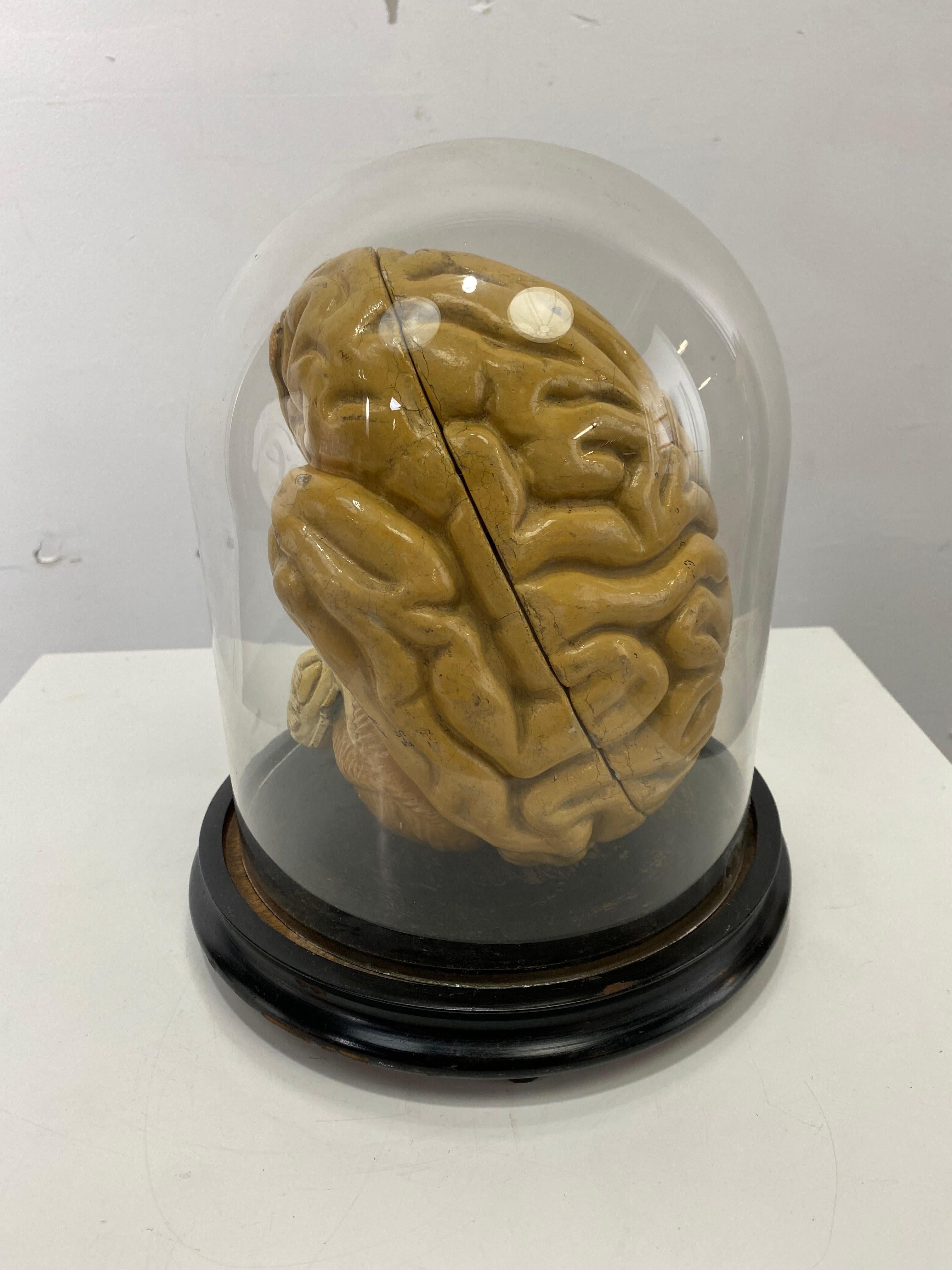 Industrial Early Didactic Model of a Human Brain, 4 Section, Plaster, Kovodelny Podnik