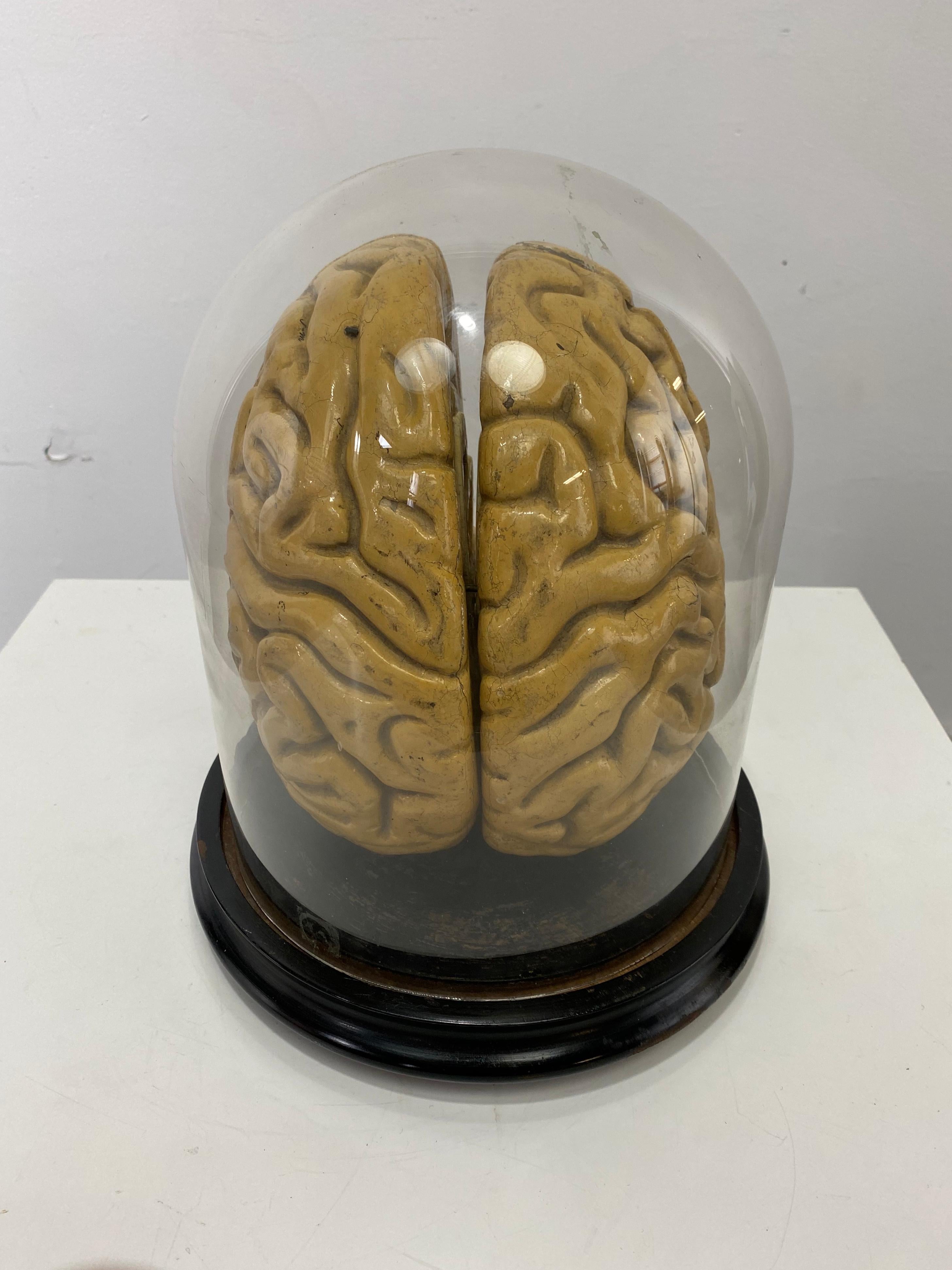 Czech Early Didactic Model of a Human Brain, 4 Section, Plaster, Kovodelny Podnik