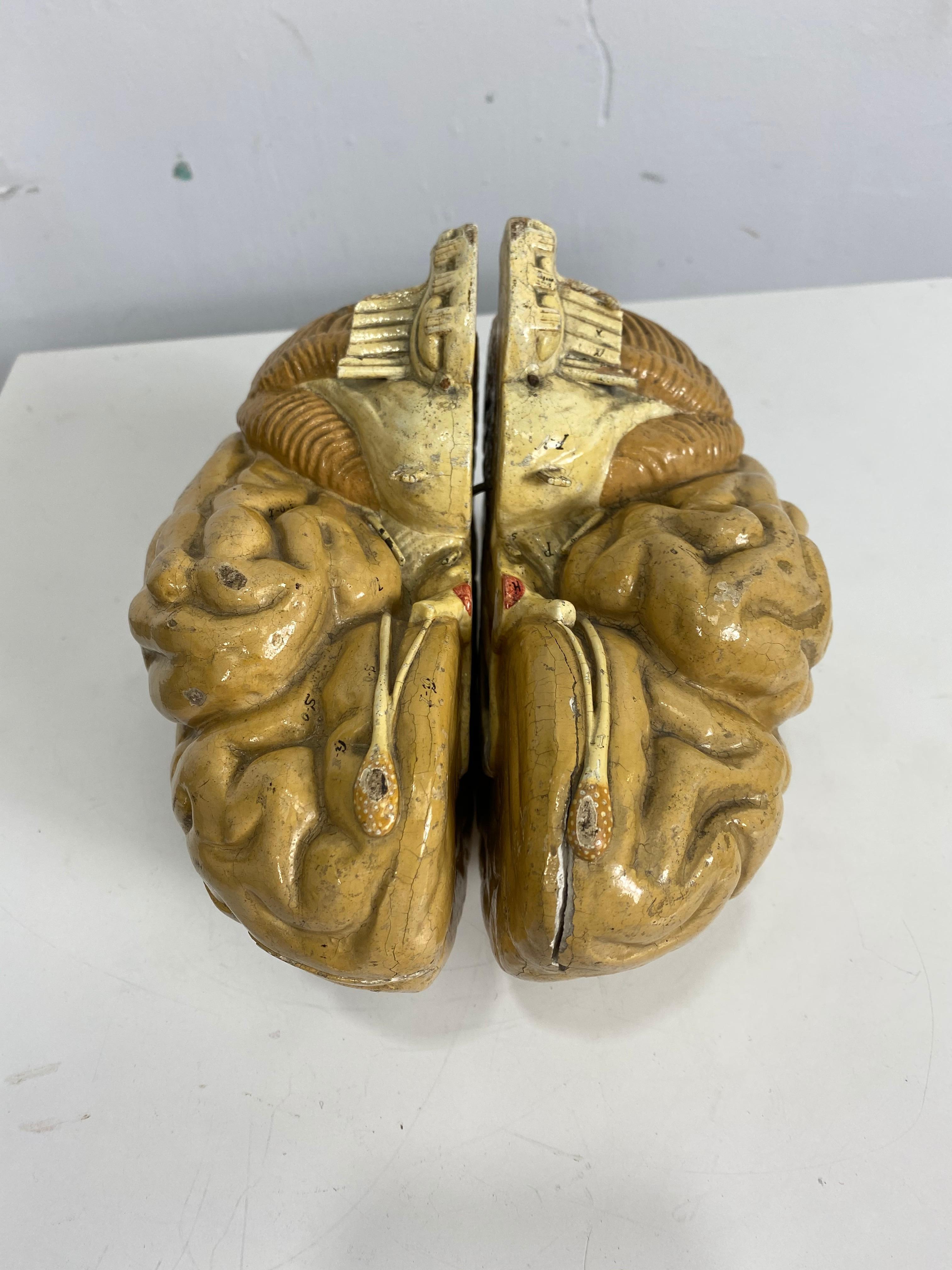 Early Didactic Model of a Human Brain, 4 Section, Plaster, Kovodelny Podnik In Good Condition In Buffalo, NY