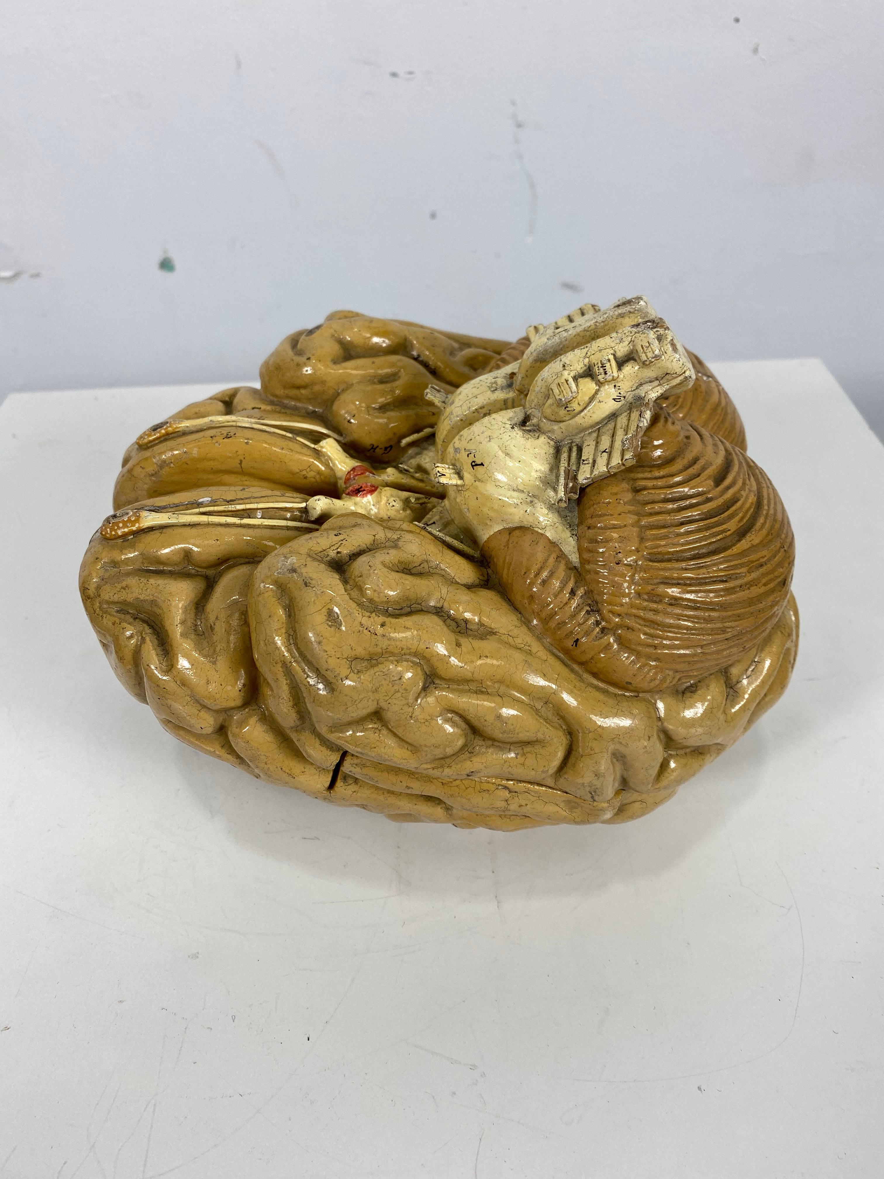 Glass Early Didactic Model of a Human Brain, 4 Section, Plaster, Kovodelny Podnik