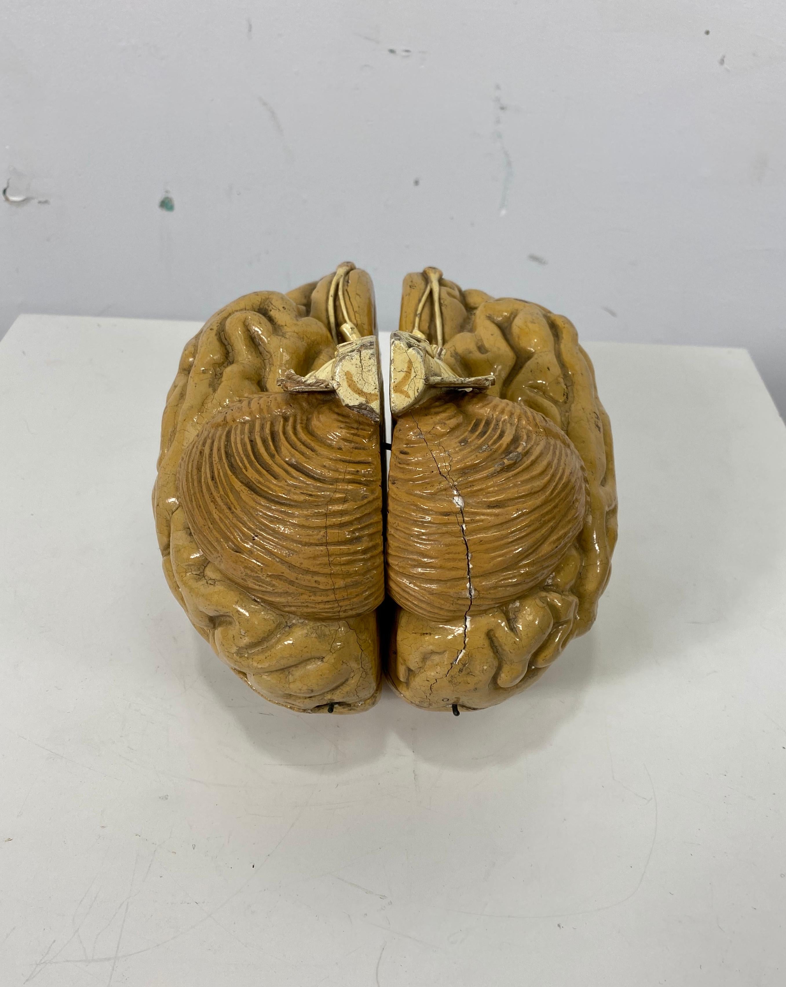 Early Didactic Model of a Human Brain, 4 Section, Plaster, Kovodelny Podnik 1