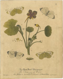 Early English Butterflies – Large White, Peacock & Red Admiral, Albin 1720