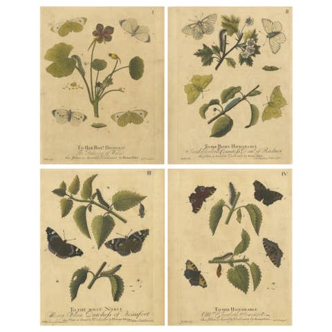 Early English Butterflies – Large White, Peacock & Red Admiral, Albin 1720