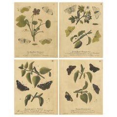 Early English Butterflies – Large White, Peacock 
Red Admiral, Albin 1720