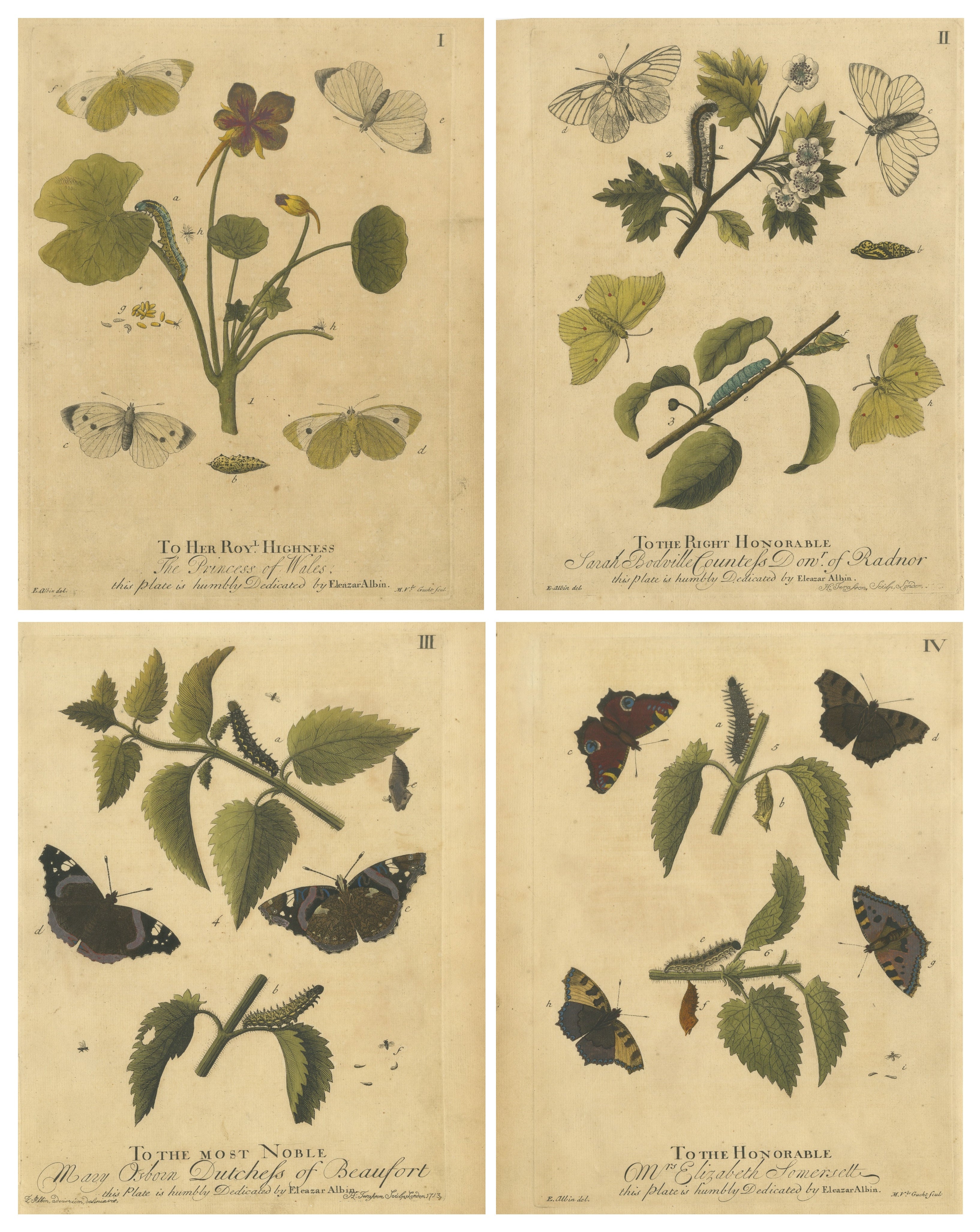 Early English Butterflies – Large White, Peacock 
Red Admiral, Albin 1720